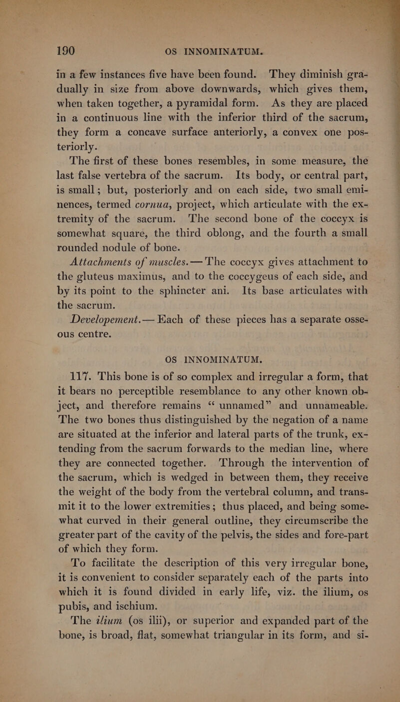 in a few instances five have been found. They diminish gra- dually in size from above downwards, which gives them, when taken together, a pyramidal form. As they are placed in a continuous line with the inferior third of the sacrum, they form a concave surface anteriorly, a convex one pos- teriorly. The first of these bones resembles, in some measure, the last false vertebra of the sacrum. Its body, or central part, is small; but, posteriorly and on each side, two small emi- nences, termed cornua, project, which articulate with the ex- tremity of the sacrum. The second bone of the coccyx is somewhat square, the third oblong, and the fourth a small rounded nodule of bone. Attachments of muscles. — The coccyx gives attachment to the gluteus maximus, and to the coccygeus of each side, and by its point to the sphincter ani. Its base articulates with the sacrum. Developement.— Each of these pieces has a separate osse- ous centre. OS INNOMINATUM. 117. This bone is of so complex and irregular a form, that it bears no perceptible resemblance to any other known ob- ject, and therefore remains ‘‘ unnamed” and unnameable. The two bones thus distinguished by the negation of a name are situated at the inferior and lateral parts of the trunk, ex- tending from the sacrum forwards to the median line, where they are connected together. Through the intervention of the sacrum, which is wedged in between them, they receive the weight of the body from the vertebral column, and trans- mit it to the lower extremities; thus placed, and being some- what curved in their general outline, they circumscribe the greater part of the cavity of the pelvis, the sides and fore-part of which they form. To facilitate the description of this very irregular bone, it is convenient to consider separately each of the parts into which it is found divided in early life, viz. the ilium, os pubis, and ischium. The zd¢um (os ilii), or superior and expanded part of the bone, is broad, flat, somewhat triangular in its form, and si-