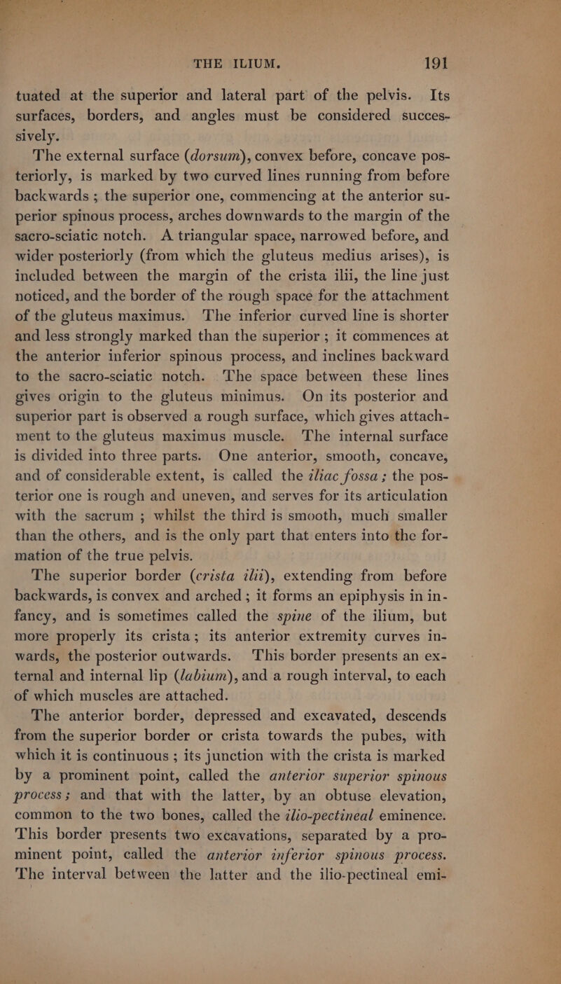 tuated at the superior and lateral part of the pelvis. Its surfaces, borders, and angles must be considered succes- sively. The external surface (dorsum), convex before, concave pos- teriorly, is marked by two curved lines running from before backwards ; the superior one, commencing at the anterior su- perior spinous process, arches downwards to the margin of the sacro-sciatic notch. A triangular space, narrowed before, and wider posteriorly (from which the gluteus medius arises), is included between the margin of the crista ilii, the line just noticed, and the border of the rough space for the attachment of the gluteus maximus. The inferior curved line is shorter and less strongly marked than the superior ; 1t commences at the anterior inferior spinous process, and inclines backward to the sacro-sciatic notch. The space between these lines gives origin to the gluteus minimus. On its posterior and superior part is observed a rough surface, which gives attach- ment to the gluteus maximus muscle. The internal surface is divided into three parts. One anterior, smooth, concave, and of considerable extent, is called the zliac fossa ; the pos- terior one Is rough and uneven, and serves for its articulation with the sacrum ; whilst the third is smooth, much smaller than the others, and is the only part that enters into the for- mation of the true pelvis. The superior border (crista clit), extending from before backwards, is convex and arched ; it forms an epiphysis in in- fancy, and is sometimes called the spine of the ilium, but more properly its crista; its anterior extremity curves in- wards, the posterior outwards. This border presents an ex- ternal and internal lip (dabium), and a rough interval, to each of which muscles are attached. The anterior border, depressed and excavated, descends from the superior border or crista towards the pubes, with which it is continuous ; its junction with the crista is marked by a prominent point, called the anterior superior spinous process; and that with the latter, by an obtuse elevation, common to the two bones, called the ilio-pectineal eminence. This border presents two excavations, separated by a pro- minent point, called the anterior inferior spinous process. The interval between the latter and the ilio-pectineal emi-