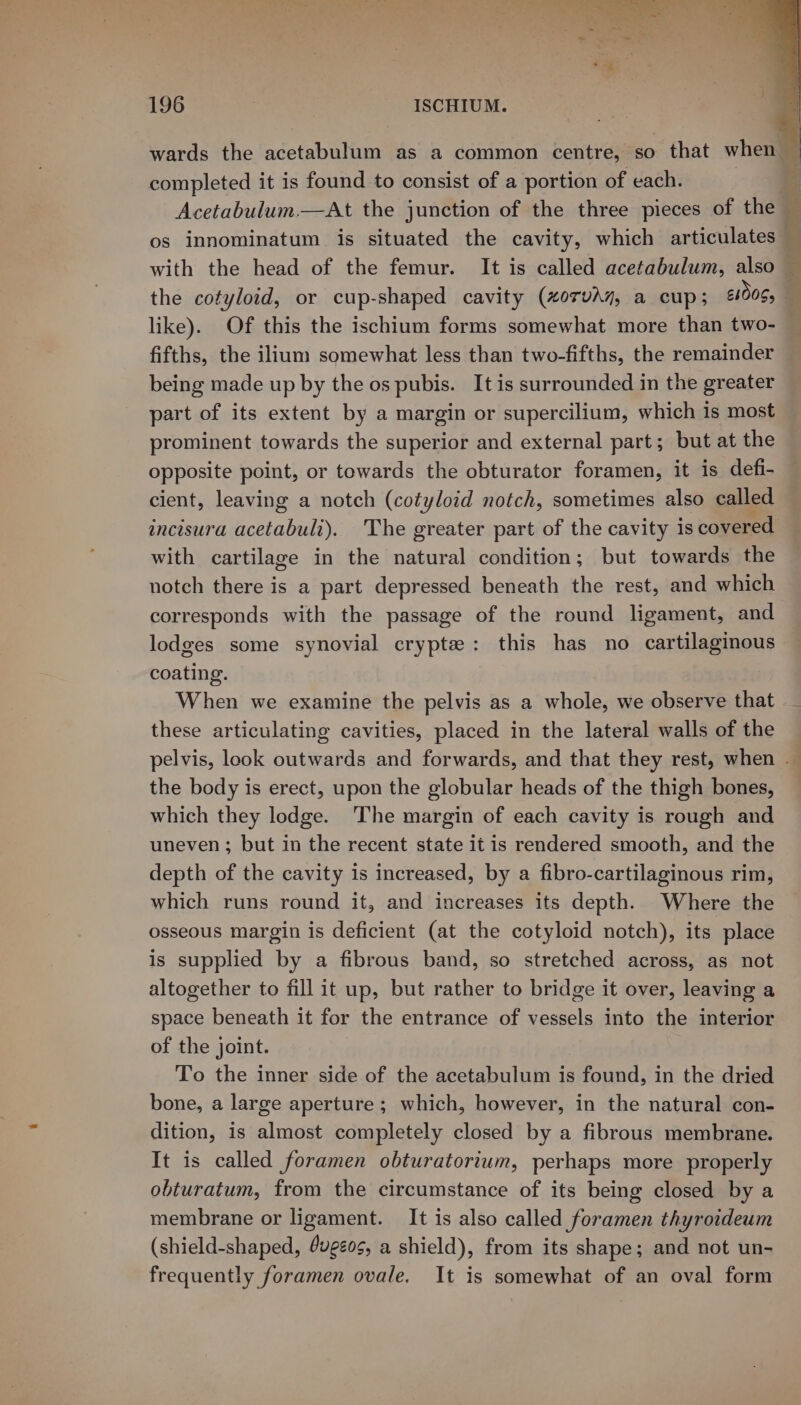 wards the ndetaehin as a common centre, so that when completed it is found to consist of a portion of each. ' Acetabulum.—At the junction of the three pieces of the — os innominatum is situated the cavity, which articulates — the cotyloid, or cup-shaped cavity (“orvAy, a cup; 6100S; like). Of this the ischium forms somewhat more than two- fifths, the ilium somewhat less than two-fifths, the remainder being made up by the os pubis. It is surrounded in the greater part of its extent by a margin or supercilium, which is most prominent towards the superior and external part; but at the opposite point, or towards the obturator foramen, it is defi- cient, leaving a notch (cotyloid notch, sometimes also called incisura acetabuli). The greater part of the cavity is covered with cartilage in the natural condition; but towards the notch there is a part depressed beneath the rest, and which corresponds with the passage of the round ligament, and lodges some synovial crypte: this has no cartilaginous coating. When we examine the pelvis as a whole, we observe that these articulating cavities, placed in the lateral walls of the pelvis, look outwards and forwards, and that they rest, when - the body is erect, upon the globular heads of the thigh bones, which they lodge. The margin of each cavity is rough and uneven ; but in the recent state it is rendered smooth, and the depth of the cavity is increased, by a fibro-cartilaginous rim, which runs round it, and increases its depth. Where the osseous margin is deficient (at the cotyloid notch), its place is supplied by a fibrous band, so stretched across, as not altogether to fill it up, but rather to bridge it over, leaving a space beneath it for the entrance of vessels into the interior of the joint. To the inner side of the acetabulum is found, in the dried bone, a large aperture; which, however, in the natural con- dition, is almost completely closed by a fibrous membrane. It is called foramen obturatorium, perhaps more properly obturatum, from the circumstance of its being closed by a membrane or ligament. It is also called foramen thyroideum (shield-shaped, 4vgeos, a shield), from its shape; and not un- frequently foramen ovale. It is somewhat of an oval form