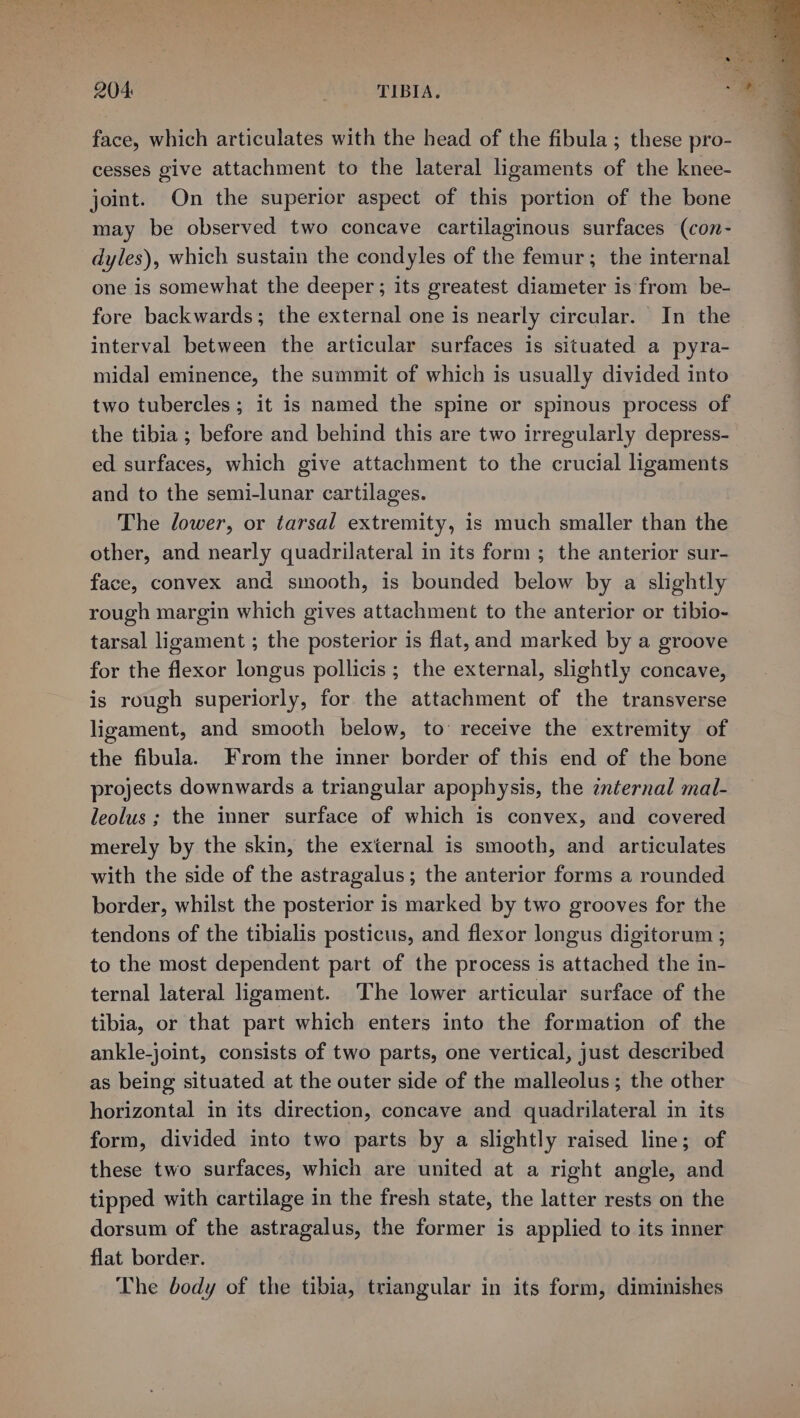 204: TIBIA. face, which articulates with the head of the fibula ; these pro- cesses give attachment to the lateral ligaments of the knee- joint. On the superior aspect of this portion of the bone may be observed two concave cartilaginous surfaces (con- dyles), which sustain the condyles of the femur; the internal one is somewhat the deeper; its greatest diameter is from be- fore backwards; the external one is nearly circular. In the interval between the articular surfaces is situated a pyra- midal eminence, the summit of which is usually divided into two tubercles ; it is named the spine or spinous process of the tibia ; before and behind this are two irregularly depress- ed surfaces, which give attachment to the crucial ligaments and to the semi-lunar cartilages. The lower, or tarsal extremity, is much smaller than the other, and nearly quadrilateral in its form; the anterior sur- face, convex and smooth, is bounded below by a slightly rough margin which gives attachment to the anterior or tibio- tarsal ligament ; the posterior is flat, and marked by a groove for the flexor longus pollicis ; the external, slightly concave, is rough superiorly, for the attachment of the transverse ligament, and smooth below, to’ receive the extremity of the fibula. From the inner border of this end of the bone projects downwards a triangular apophysis, the internal mal- leolus ; the inner surface of which is convex, and covered merely by the skin, the external is smooth, and articulates with the side of the astragalus; the anterior forms a rounded border, whilst the posterior is marked by two grooves for the tendons of the tibialis posticus, and flexor longus digitorum ; to the most dependent part of the process is attached the in- ternal lateral ligament. The lower articular surface of the tibia, or that part which enters into the formation of the ankle-joint, consists of two parts, one vertical, just described as being situated at the outer side of the malleolus; the other horizontal in its direction, concave and quadrilateral in its form, divided into two parts by a slightly raised line; of these two surfaces, which are united at a right angle, and tipped with cartilage in the fresh state, the latter rests on the dorsum of the astragalus, the former is applied to its inner flat border. The body of the tibia, triangular in its form, diminishes