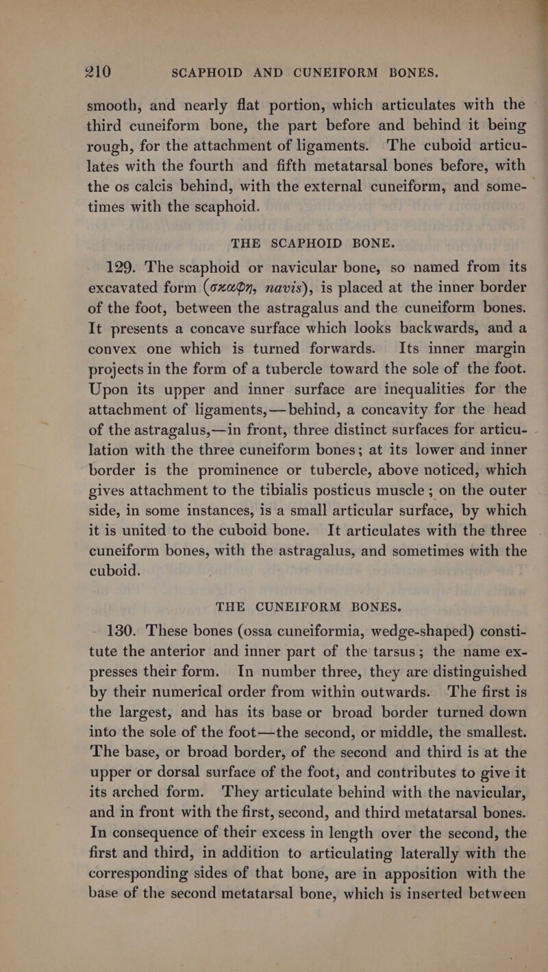 4 smooth, and nearly flat portion, which articulates with the third cuneiform bone, the part before and behind it being rough, for the attachment of ligaments. The cuboid articu- lates with the fourth and fifth metatarsal bones before, with the os calcis behind, with the external cuneiform, and some-— times with the scaphoid. 210 SCAPHOID AND CUNEIFORM BONES. THE SCAPHOID BONE. 129. The scaphoid or navicular bone, so named from its excavated form (oxaOy, navis), is placed at the inner border of the foot, between the astragalus and the cuneiform bones. It presents a concave surface which looks backwards, and a convex one which is turned forwards. Its inner margin projects in the form of a tubercle toward the sole of the foot. Upon its upper and inner surface are inequalities for the attachment of ligaments,—behind, a concavity for the head of the astragalus,—in front, three distinct surfaces for articu- - lation with the three cuneiform bones; at its lower and inner border is the prominence or tubercle, above noticed, which gives attachment to the tibialis posticus muscle ; on the outer side, in some instances, is a small articular surface, by which it is united to the cuboid bone. It articulates with the three cuneiform bones, with the astragalus, and sometimes with the cuboid. THE CUNEIFORM BONES. 130. These bones (ossa cuneiformia, wedge-shaped) consti- tute the anterior and inner part of the tarsus; the name ex- presses their form. In number three, they are distinguished by their numerical order from within outwards. ‘The first is the largest, and has its base or broad border turned down into the sole of the foot—the second, or middle, the smallest. The base, or broad border, of the second and third is at the upper or dorsal surface of the foot, and contributes to give it its arched form. ‘They articulate behind with the navicular, and in front with the first, second, and third metatarsal bones. In consequence of their excess in length over the second, the first and third, in addition to articulating laterally with the corresponding sides of that bone, are in apposition with the base of the second metatarsal bone, which is inserted between