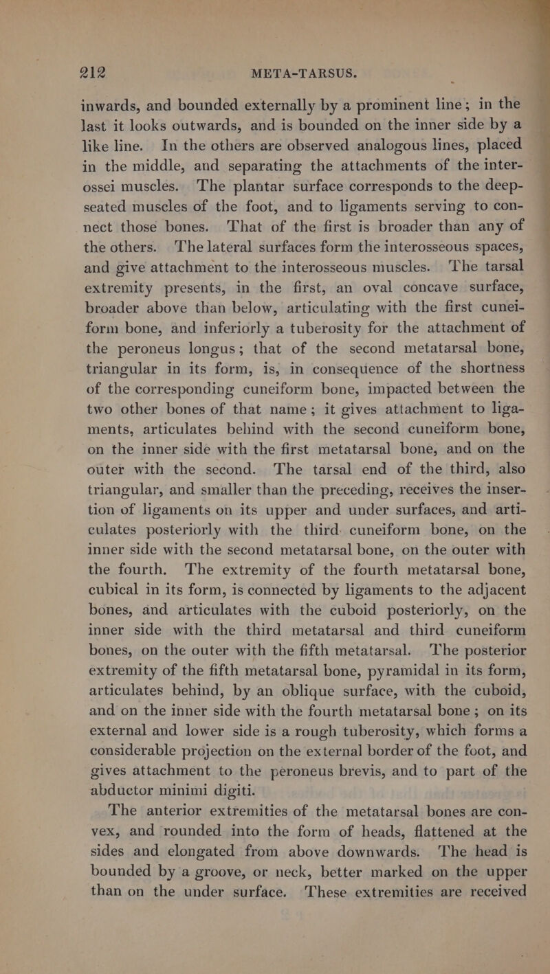 inwards, and bounded externally by a prominent line; in the last it looks outwards, and is bounded on the inner side by a like line. In the others are observed analogous lines, placed ossei muscles. The plantar surface corresponds to the deep- seated muscles of the foot, and to ligaments serving to con- nect those bones. That of the first is broader than any of the others. The lateral surfaces form the interosseous spaces, and give attachment to the interosseous muscles. ‘The tarsal extremity presents, in the first, an oval concave surface, broader above than below, articulating with the first cunel- form bone, and inferiorly a tuberosity for the attachment of the peroneus longus; that of the second metatarsal bone, triangular in its form, is, in consequence of the shortness of the corresponding cuneiform bone, impacted between the two other bones of that name; it gives attachment to liga- ments, articulates behind with the second cuneiform bone, on the inner side with the first metatarsal bone, and on the outer with the second. The tarsal end of the third, also triangular, and smaller than the preceding, receives the inser- tion of ligaments on its upper and under surfaces, and. arti- culates posteriorly with the third. cuneiform bone, on the inner side with the second metatarsal bone, on the outer with the fourth. The extremity of the fourth metatarsal bone, cubical in its form, is connected by ligaments to the adjacent bones, and articulates with the cuboid posteriorly, on the inner side with the third metatarsal and third cuneiform bones, on the outer with the fifth metatarsal. The posterior extremity of the fifth metatarsal bone, pyramidal in its form, articulates behind, by an oblique surface, with the cuboid, and on the inner side with the fourth metatarsal bone ; on its external and lower side is a rough tuberosity, which forms a considerable projection on the external border of the foot, and gives attachment to the peroneus brevis, and to part of the abductor minimi digiti. The anterior extremities of the metatarsal bones are con- vex, and rounded into the form of heads, flattened at the sides and elongated from above downwards. The head is bounded by a groove, or neck, better marked on the upper than on the under surface. These extremities are received