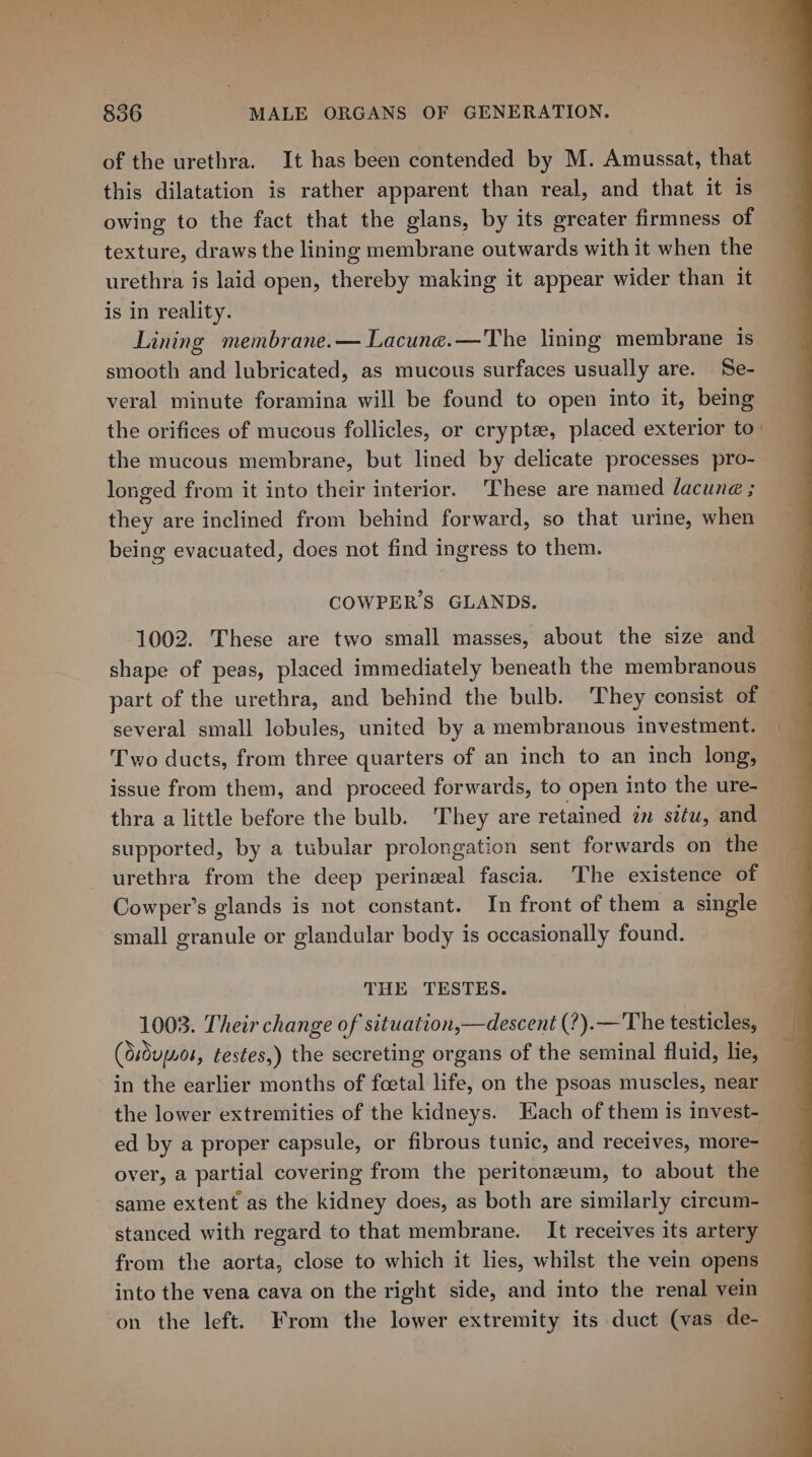 of the urethra. It has been contended by M. Amussat, that this dilatation is rather apparent than real, and that it is owing to the fact that the glans, by its greater firmness of texture, draws the lining membrane outwards with it when the urethra is laid open, thereby making it appear wider than it is in reality. Lining membrane.— Lacune.—The lining membrane is smooth and lubricated, as mucous surfaces usually are. Se- veral minute foramina will be found to open into it, being the orifices of mucous follicles, or crypte, placed exterior to: the mucous membrane, but lined by delicate processes pro- longed from it into their interior. These are named dacune ; they are inclined from behind forward, so that urine, when being evacuated, does not find ingress to them. COWPER’S GLANDS. 1002. These are two small masses, about the size and shape of peas, placed immediately beneath the membranous part of the urethra, and behind the bulb. They consist of several small lobules, united by a membranous investment. Two ducts, from three quarters of an inch to an inch long, issue from them, and proceed forwards, to open into the ure- thra a little before the bulb. They are retained in situ, and supported, by a tubular prolongation sent forwards on the urethra from the deep perinzeal fascia. The existence of Cowper’s glands is not constant. In front of them a single small granule or glandular body is occasionally found. THE TESTES. 1003. Their change of situation,—descent (?).— The testicles, | (Osdumos, testes,) the secreting organs of the seminal fluid, lie, in the earlier months of foetal life, on the psoas muscles, near the lower extremities of the kidneys. Each of them is invest- ed by a proper capsule, or fibrous tunic, and receives, more- over, a partial covering from the peritoneum, to about the same extent as the kidney does, as both are similarly circum- stanced with regard to that membrane. It receives its artery from the aorta, close to which it hes, whilst the vein opens into the vena cava on the right side, and into the renal vein on the left. From the lower extremity its duct (vas de-