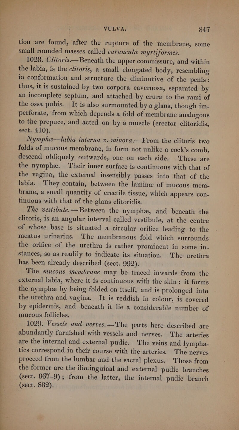 tion are found, after the rupture of the membrane, some small rounded masses called caruncule myrtiformes. 1028. Clitoris.—Beneath the upper commissure, and within the labia, is the clitoris, a small elongated body, resembling in conformation and structure the diminutive of the penis : thus, it is sustained by two corpora cavernosa, separated by an incomplete septum, and attached by crura to the rami of the ossa pubis. It is also surmounted by a glans, though im- perforate, from which depends a fold of membrane analogous to the prepuce, and acted on by a muscle (erector clitoridis, sect. 410). Nymphe—lubia interna v. minora.—¥rom the clitoris two folds of mucous membrane, in form not unlike a cock’s comb, descend obliquely outwards, one on each side. These are the nymphe. Their inner surface is continuous with that of the vagina, the external insensibly passes into that of the labia. ‘They contain, between the laminge of mucous mem- brane, a small quantity of erectile tissue, which appears con- tinuous with that of the glans clitoridis. Lhe vestibule.—Between the nymphe, and beneath the clitoris, is an angular interval called vestibule, at the centre of whose base is situated a circular orifice leading to the meatus urinarius. The membranous fold which surrounds the orifice of the urethra is rather prominent in some in- stances, so as readily to indicate its situation. The urethra has been already described (sect. 992). The mucous membrane may be traced inwards from the external labia, where it is continuous with the skin: it forms the nymphe by being folded on itself, and is prolonged into the urethra and vagina. It is reddish in colour, is covered by epidermis, and beneath it lie a considerable number of mucous follicles. 1029. Vessels and nerves.—The parts here described are abundantly furnished with vessels and nerves. The arteries are the internal and external pudic. The veins and lympha- tics correspond in their course with the arteries. The nerves proceed from the lumbar and the sacral plexus. Those from the former are the ilio-inguinal and external pudic branches (sect. 867-9); from the latter, the internal pudic branch (sect. 882).