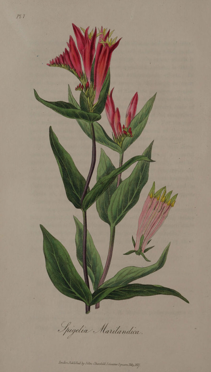 PL Z : my ae ope Te ae be “ londenLublitsed by Joho Cnavtuill Leicester J qiccre. Deby 1827, /