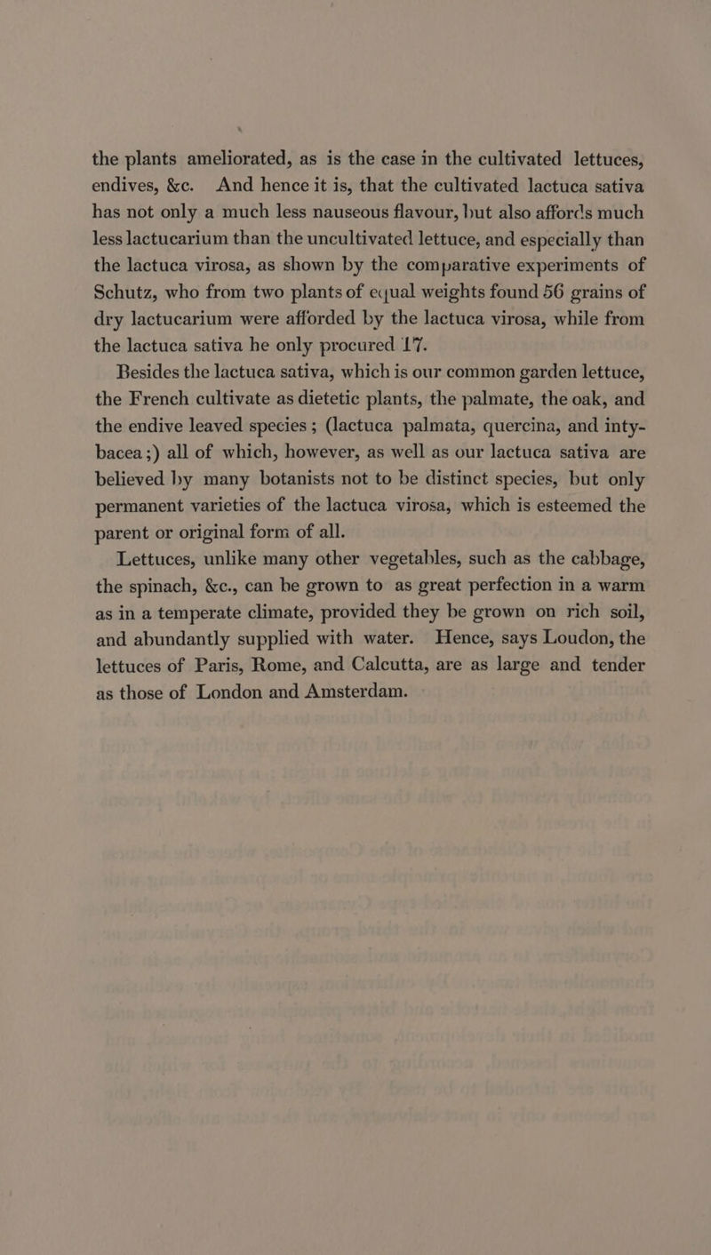 endives, &amp;c. And hence it is, that the cultivated lactuca sativa has not only a much less nauseous flavour, but also affords much less lactucarium than the uncultivated lettuce, and especially than the lactuca virosa, as shown by the comparative experiments of Schutz, who from two plants of eyual weights found 56 grains of dry lactucarium were afforded by the lactuca virosa, while from the lactuca sativa he only procured 1’7. Besides the lactuca sativa, which is our common garden lettuce, the French cultivate as dietetic plants, the palmate, the oak, and the endive leaved species ; (lactuca palmata, quercina, and inty- bacea ;) all of which, however, as well as our lactuca sativa are believed by many botanists not to be distinct species, but only permanent varieties of the lactuca virosa, which is esteemed the parent or original form of all. Lettuces, unlike many other vegetables, such as the cabbage, the spinach, &amp;c., can be grown to as great perfection in a warm as in a temperate climate, provided they be grown on rich soil, and abundantly supplied with water. Hence, says Loudon, the lettuces of Paris, Rome, and Calcutta, are as large and tender as those of London and Amsterdam.