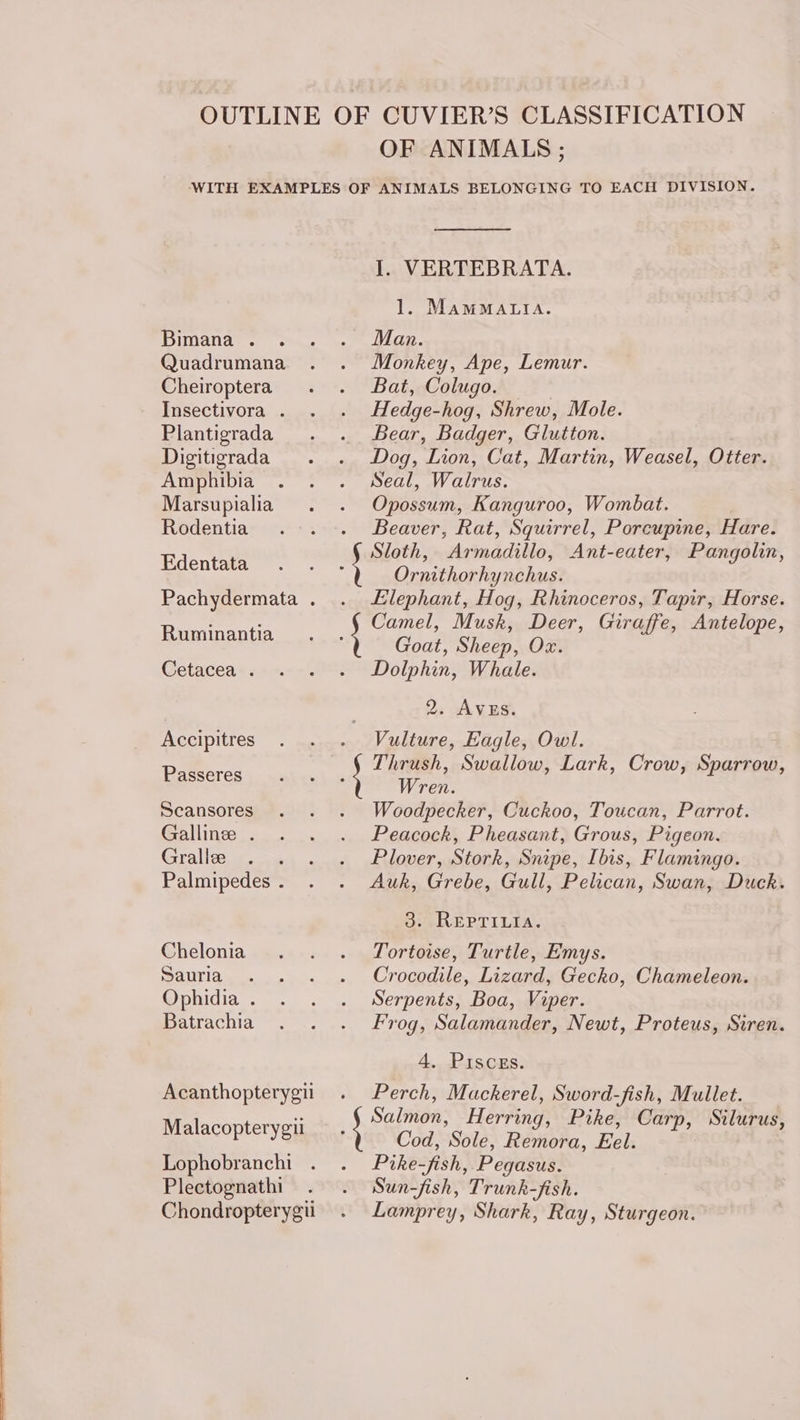 OUTLINE OF CUVIER’S CLASSIFICATION OF ANIMALS; ‘WITH EXAMPLES OF ANIMALS BELONGING TO EACH DIVISION. I. VERTEBRATA. 1. MAMMALIA. DUGANAT ST. cane uate ee. Quadrumana . . Monkey, Ape, Lemur. Cheiroptera . . Bat, Colugo. Insectivora . . . Hedge-hog, Shrew, Mole. Plantigrada . . Bear, Badger, Glutton. Digitigrada . . Dog, Lion, Cat, Martin, Weasel, Otter. AMIOUIDIa «+ + © EOL, a CITUS. Marsupialia . . Opossum, Kanguroo, Wombat. Rodentia .-. . Beaver, Rat, Squirrel, Porcupine, Hare. Ed ; Sloth, Armadillo, Ant-eater, Pangolin, CNideder ss ravines rnithorhynchus. Pachydermata . . Elephant, Hog, Rhinoceros, Tapir, Horse. : Camel, Musk, Deer, Giraffe, Antelope, Ruminantia . 4 Goat Sheep. Ow Cetacea. . . . Dolphin, Whale. 2. AVES. Accipitres . . . Vulture, Eagle, Owl. Thrush, Swallow, Lark, Crow, Sparrow, Passeres) «oi&lt;.\ o W. ren. Scansores . . . Woodpecker, Cuckoo, Toucan, Parrot. Galline . . . . Peacock, Pheasant, Grous, Pigeon. Gralle . . . . Plover, Stork, Snipe, Ibis, Flamingo. Palmipedes. . . Auk, Grebe, Gull, Pelican, Swan, Duck. So. -KEPTILIA. Chelonia . . . Tortoise, Turtle, Emys. Sauria . . . . Crocodile, Lizard, Gecko, Chameleon. Ophidia. . . . Serpents, Boa, Viper. Batrachia . . . Frog, Salamander, Newt, Proteus, Siren. 4. Pisces. Acanthopterygii . Perch, Mackerel, Sword-fish, Mullet. ) Salmon, Herring, Pike, Carp, Stlurus, Cod, Sole, Remora, Eel. Lophobrancht . . Pike-fish, Pegasus. Plectognathi . . Swn-fish, Trunk-fish. Chondropterygii . Lamprey, Shark, Ray, Sturgeon. Malacopterygil