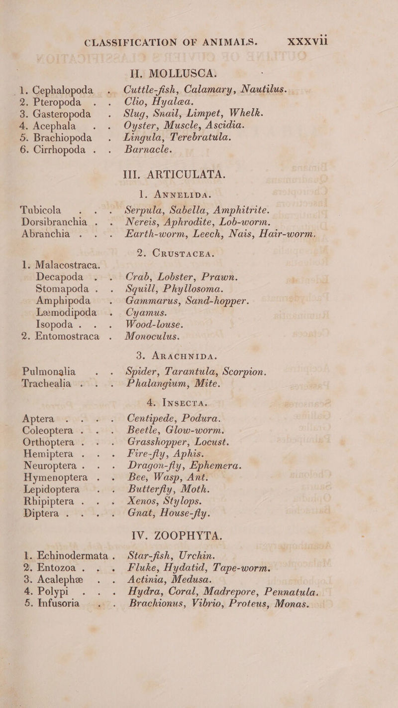 CLASSIFICATION OF ANIMALS. XXXVI II. MOLLUSCA. . Cephalopoda . Cuttle-fish, Calamary, Nautilus. . Pteropoda . . Clo, Hyalea. . Gasteropoda . Slug, Snail, Limpet, Whelk. . Acephala . . Oyster, Muscle, Ascidia. . Brachiopoda . Lingula, Terebratula. . Cirrhopoda . . Barnacle. Donk wwe Ill, ARTICULATA. 1. ANNELIDA. Tubicola . . . Serpula, Sabella, Amphitrite. Dorsibranchia . . Nereis, Aphrodite, Lob-worm. Abranchia . . . Earth-worm, Leech, Nais, Hair-worm. 2. CRUSTACEA. 1. Malacostraca. Decapoda . . Crab, Lobster, Prawn. Stomapoda . . Squill, Phyllosoma. Amphipoda . Gammarus, Sand-hopper. Lemodipoda . Cyamus. Isopoda. . . Wood-louse. 2. Entomostraca . Monoculus. 3. ARACHNIDA. Pulmonalia . . Spider, Tarantula, Scorpion. Trachealia . . . Phalangium, Mite. 4. INSECTA. Aptera . . . . Centipede, Podura. Coleoptera . . . Beetle, Glow-worm. Orthoptera . . . Grasshopper, Locust. Hemiptera . . . Fire-fly, Aphis. Neuroptera. . . Dragon-fiy, Ephemera. Hymenoptera . . Bee, Wasp, Ant. Lepidoptera . . Butterfly, Moth. Rhipiptera . . . Xenos, Stylops. Diptera. . . . Gnat, House-fly. IV. ZOOPHYTA. 1. Echinodermata. Star-fish, Urchin. 2. Entozoa. . . Fluke, Hydatid, Tape-worm. 3. Acalephee . . Actinia, Medusa. 4.Polypi . . . Hydra, Coral, Madrepore, Pennatula. &amp;. Infusoria.. . Brachionus, Vibrio, Proteus, Monas.