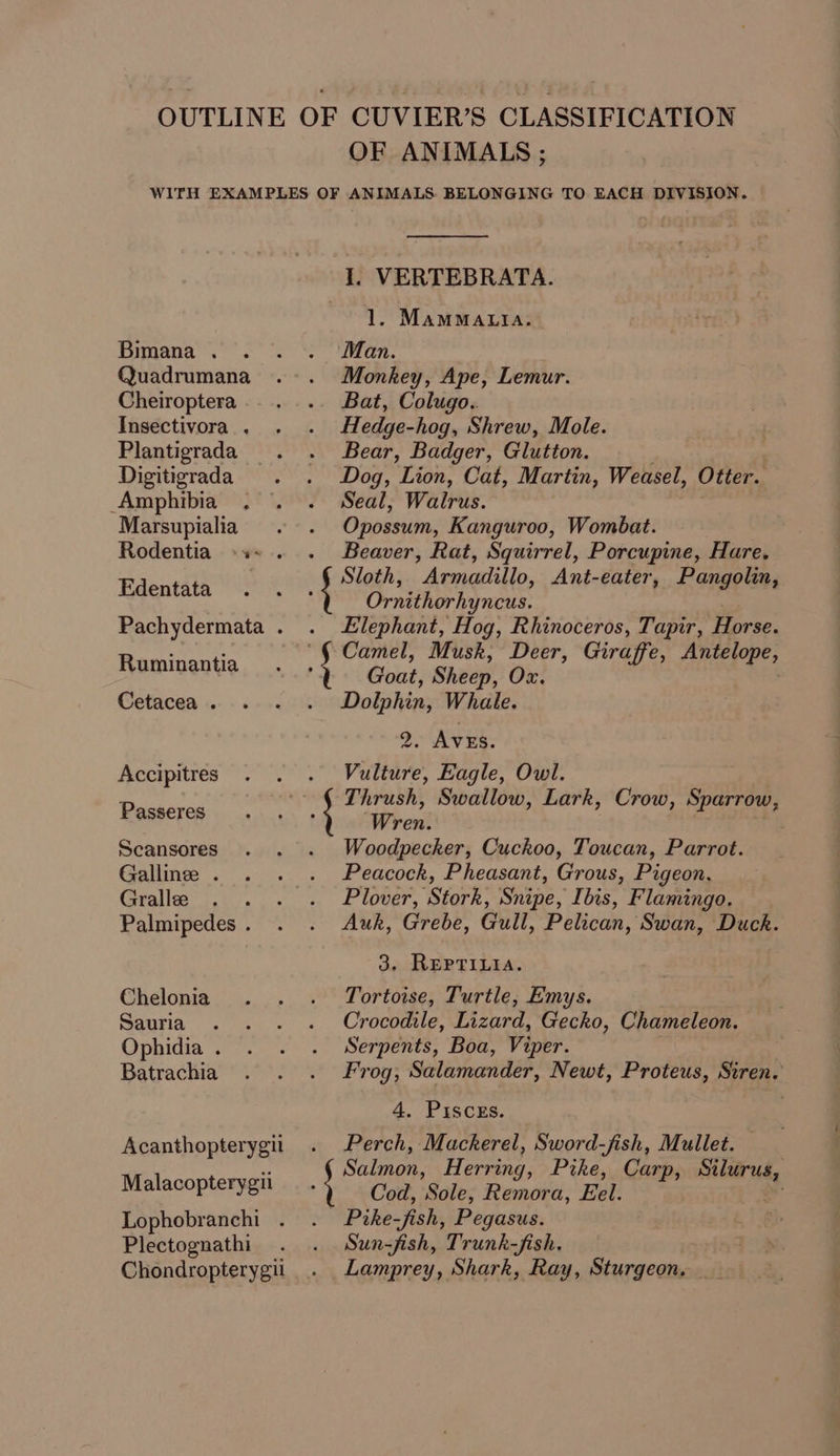 OUTLINE OF CUVIER’S CLASSIFICATION OF ANIMALS; WITH EXAMPLES OF ANIMALS BELONGING TO EACH DIVISION. I. VERTEBRATA. 1. MamMMALIA. Bimana . . . . Man. Quadrumana .-+. Monkey, Ape, Lemur. Cheiroptera.. .. ... Bat, Colugo. Insectivora.. . . Hedge-hog, Shrew, Mole. Plantigrada . . Bear, Badger, Glutton. Digitigrada . . Dog, Lion, Cat, Martin, Weasel, Otter. Amphibia . . . Seal, Walrus. Marsupialia .. Opossum, Kanguroo, Wombat. Rodentia -s». . Beaver, Rat, Squirrel, Porcupine, Hare. Faestie ee ; te Armadillo, Ant-eater, Pangolin, rnithorhyncus. Pachydermata . . Elephant, Hog, Rhinoceros, Tapir, Horse. '§ Camel, Musk, Deer, Giraffe, Antelope, Ruminantia . . } : Goat, Sheep,’ Or: Cetacea. . . . Dolphin, Whale. 2. Aves. Accipitres . . . Vulture, Eagle, Owl. Thrush, Swallow, Lark, Crow, Sparrow, Passeres. ... .» Wien | 7 Secansores . . . Woodpecker, Cuckoo, Toucan, Parrot. Gallne . . . . Peacock, Pheasant, Grous, Pigeon, Gralle . . . . Plover, Stork, Snipe, Ibis, Flamingo. Palmipedes. . . Auk, Grebe, Gull, Pelican, Swan, Duck. 3, REPTILIA. Chelonia . . . Tortoise, Turtle, Emys. Sauria . . . . Crocodile, Lizard, Gecko, Chameleon. Ophidia. . . . Serpents, Boa, Viper. : Batrachia . . . Frog, Salamander, Newt, Proteus, Siren. 4. PIscEs. Acanthopterygit . Perch, Mackerel, Sword-fish, Mullet. 2 Salmon, Herring, Pike, Carp, Silurus, Malacopterygu \ Cod, Sole, Remora, Eel.  Lophobranchi . . Pzrke-fish, Pegasus. Plectognathh . . Sun-fish, Trunk-fish. Chondropterygii . Lamprey, Shark, Ray, Sturgeon. ai