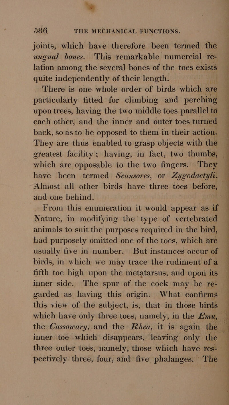 ‘ 586. THE MECHANICAL FUNCTIONS. joints, which have therefore been termed the ungual bones. This remarkable numercial Te- lation among the several bones of the toes hi quite independently of their length. . particularly fitted for climbing and perching upon trees, having the two middle toes parallel td each other, and the inner and outer toes turned back, so as to be opposed to them in their action. They are thus enabled to grasp objects with the which are opposable to the two fingers. They have been termed Scansores, or Zygodactyl. and one behind. From this enumeration it would een as if Nature, in modifying the type of vertebrated animals to suit the purposes required in the bird, had purposely omitted one of the toes, which are usually five in number. But instances occur of birds, in which we may trace the rudiment of a inner side. The spur of the cock may be re- garded as having this origin. What confirms this view of the subject, is, that in those birds three outer toes, namely, those which have res- pectively three, four, and five phalanges. ‘The
