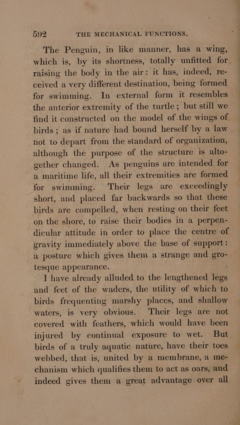 592, THE MECHANICAL FUNCTIONS. The Penguin, in like manner, has a wing, which is, by its shortness, totally unfitted for. raising the body in the air: it has, indeed, re- ceived a very different destination, being formed for swimming. In external form it resembles the anterior extremity of the turtle; but still we — find it constructed on the model of the wings of birds; as if nature had bound herself by a law not to depart from the standard of organization, although the purpose of the structure is alto- gether changed. As penguins are intended for a maritime life, all their extremities are formed for swimming. Their legs are exceedingly short, and placed far backwards so that these birds are compelled, when resting on their feet on the shore, to raise their bodies in a perpen- dicular attitude in order to place the centre of gravity immediately above the base of support: a posture which gives them a strange and gro- tesque appearance. I have already alluded to the lengthened is and feet of the waders, the utility of which to_ birds frequenting marshy places, and shallow waters, is very obvious. Their legs are not covered with feathers, which would have been injured by continual exposure to wet. But birds of a truly aquatic nature, have their toes webbed, that is, united by a membrane, a me- chanism which qualifies them to act as oars, and indeed gives them a great advantage over all