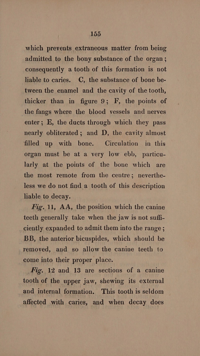 which prevents extraneous matter from being admitted to the bony substance of the organ; consequently a tooth of this formation is not liable to caries. C, the substance of bone be- tween the enamel and the cavity of the tooth, thicker than in figure 9; F, the points of the fangs where the blood vessels and nerves enter; E, the ducts through which they pass nearly obliterated ; and D, the cavity almost filled up with bone. Circulation in this organ must be at a very low ebb, particu- larly at the points of the bone which are the most remote from the centre; neverthe- less we do not find a tooth of this description liable to decay. Fig..11, AA, the position which the canine teeth generally take when the jaw is not suffi- ciently expanded to admit them into the range ; BB, the anterior bicuspides, which should be removed, and so allow the canine teeth to come into their proper place. Fig. 12 and 13 are sections of a canine tooth of the upper jaw, shewing its external and internal formation. This tooth is seldom affected with caries, and when decay does