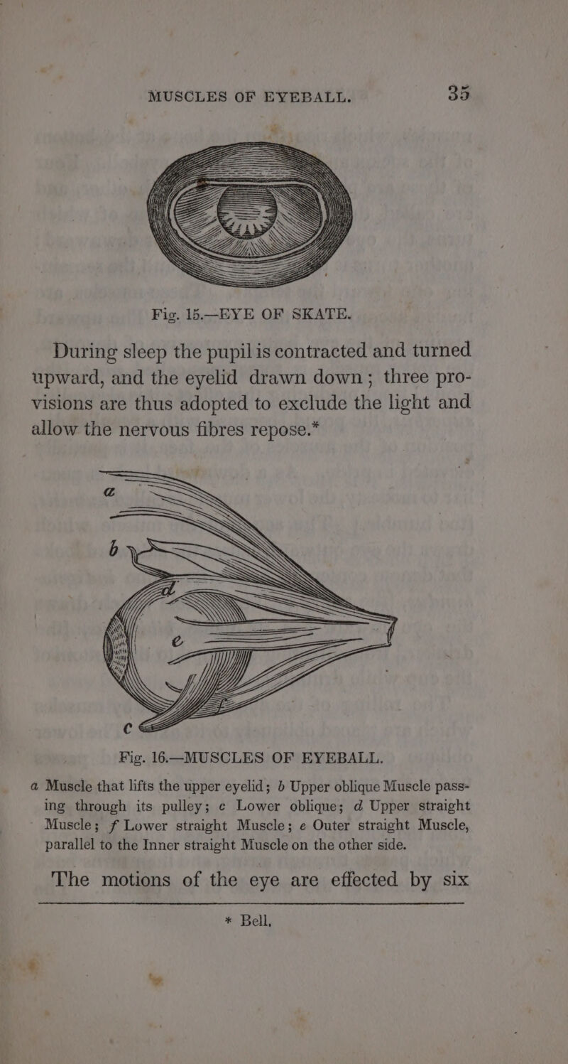 Fig. 15.—EYE OF SKATE. During sleep the pupil is contracted and turned upward, and the eyelid drawn down; three pro- visions are thus adopted to exclude the light and allow the nervous fibres repose.* a Muscle that lifts the upper eyelid; b Upper oblique Muscle pass- ing through its pulley; ¢ Lower oblique; d Upper straight Muscle; f Lower straight Muscle; e Outer straight Muscle, parallel to the Inner straight Muscle on the other side. The motions of the eye are effected by six * Bell,