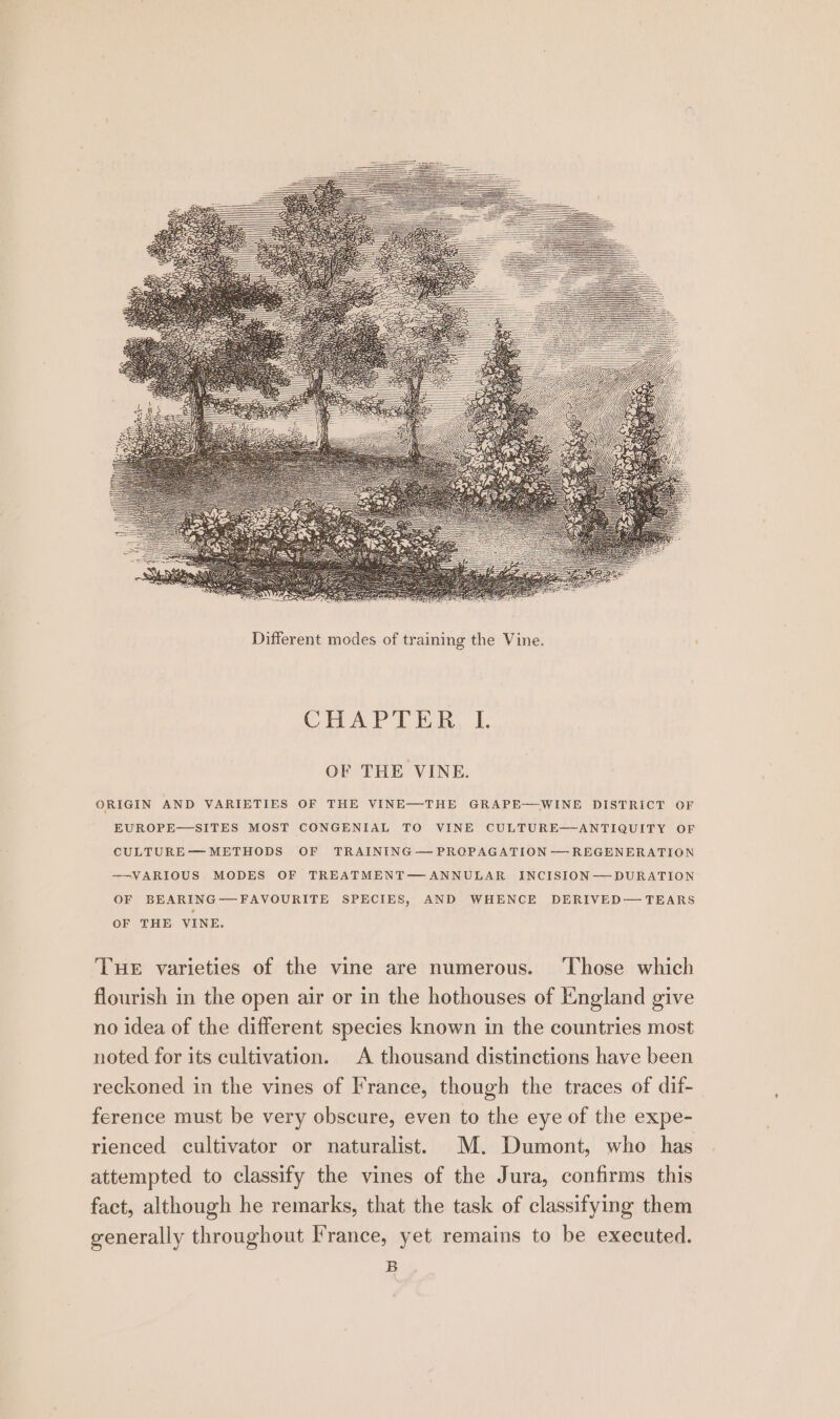 OF THE VINE. ORIGIN AND VARIETIES OF THE VINE—THE GRAPE—WINE DISTRICT OF EUROPE—SITES MOST CONGENIAL TO VINE CULTURE—ANTIQUITY OF CULTURE—METHODS OF TRAINING — PRCGPAGATION — REGENERATION —-VARIOUS MODES OF TREATMENT—ANNULAR INCISION —DURATION OF BEARING — FAVOURITE SPECIES, AND WHENCE DERIVED— TEARS OF THE VINE. THE varieties of the vine are numerous. ‘Those which flourish in the open air or in the hothouses of England give no idea of the different species known in the countries most noted for its cultivation. A thousand distinctions have been reckoned in the vines of France, though the traces of dif- ference must be very obscure, even to the eye of the expe- rienced cultivator or naturalist. MM. Dumont, who has attempted to classify the vines of the Jura, confirms this fact, although he remarks, that the task of classifying them generally throughout France, yet remains to be executed. B