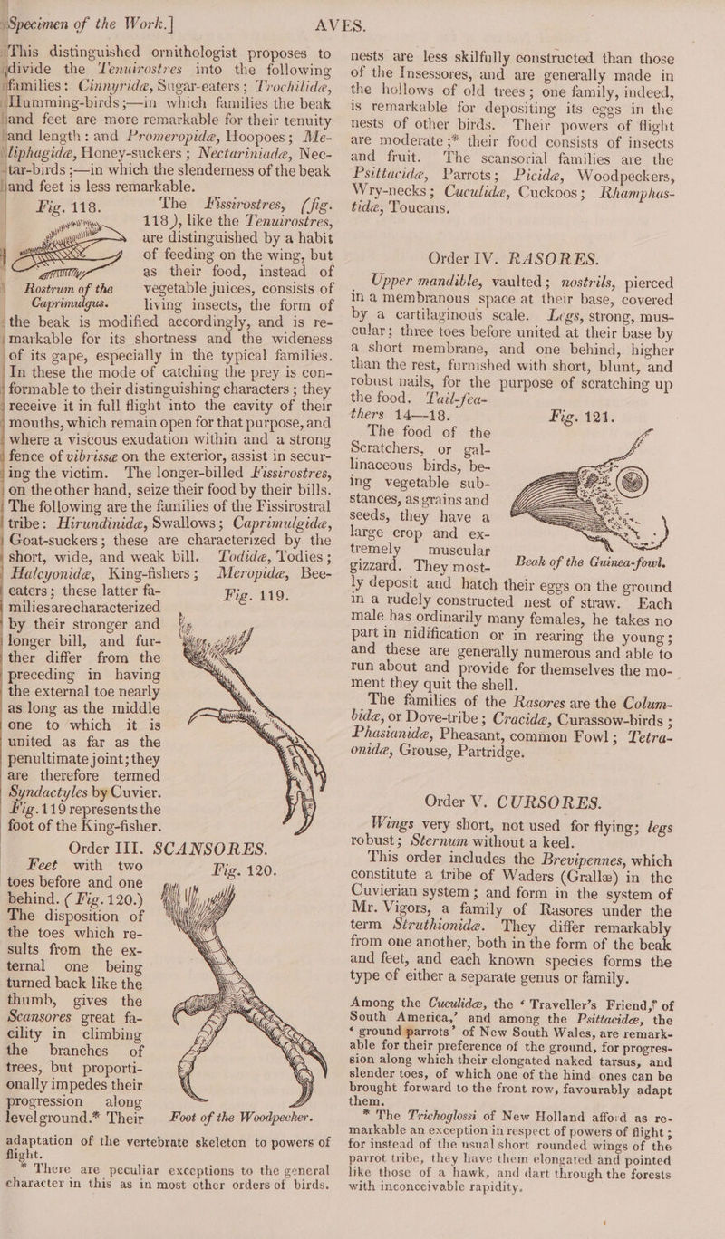 This distinguished ornithologist proposes to jdivide the Yenwirostres into the following families: Cinnyride, Sugar-eaters ; T'rochilide, ~Humming-birds ;—in which families the beak hand feet are more remarkable for their tenuity vand length: and Promeropide, Woopoes; Me- \liphagide, Honey-suckers ; Nectariniade, Nec- -tar-birds ;—in which the slenderness of the beak jand feet is less remarkable. Fig. 118. The sstrostres, (fig. pans 118 ), like the Tenuirostres, aya are distinguished by a habit of feeding on the wing, but as their food, instead of | Rostrum of tha —_ vegetable juices, consists of Caprimulgus. living insects, the form of “the beak is modified accordingly, and is re- jmarkable for its shortness and the wideness of its gape, especially in the typical families. In these the mode of catching the prey is con- | formable to their distinguishing characters ; they receive it in full flight into the cavity of their mouths, which remain open for that purpose, and where a viscous exudation within and a strong fence of vibriss@ on the exterior, assist in secur- ing the victim. The longer-billed Fisstrostres, on the other hand, seize their food by their bills. The following are the families of the Fissirostral tribe: Hirundinide, Swallows; Caprimulgide, Goat-suckers; these are characterized by the short, wide, and weak bill. Yodide, Todies ; | Haleyonide, King-fishers; Meropide, Bee- eaters; these latter fa- Fig. 119. miliesare characterized by their stronger and longer bill, and fur- ther differ from the preceding in having the external toe nearly as long as the middle one to which it is united as far as the penultimate joint; they are therefore termed Syndactyles by Cuvier. Fig.119 represents the foot of the King-fisher. Order III. SCANSORES. Feet with two toes before and one behind. ¢ Fig. 120.) The disposition of the toes which re- sults from the ex- ternal one _ being turned back like the thumb, gives the Scansores great fa- cility in climbing the branches of trees, but proporti- onally impedes their \ :) progression along = i’ levelground.* Their Foot of the Woodpecker. adaptation of the vertebrate skeleton to powers of flight. * There are peculiar exceptions to the general character in this as in most other orders of birds. BSED nests are less skilfully constructed than those of the Insessores, and are generally made in the hollows of old trees; one family, indeed, is remarkable for depositing its eggs in the nests of other birds. Their powers of flight are moderate ;* their food consists of insects and fruit. The scansorial families are the Psitiacide, Parrots; Picide, Woodpeckers, Wry-necks ; Cuculide, Cuckoos; Rhamphas- tide, Toucans. Order IV. RASORES. Upper mandible, vaulted; nostrils, pierced in a membranous space at their base, covered by a cartilaginous scale. Legs, strong, mus- cular; three toes before united at their base by a short membrane, and one behind, higher than the rest, furnished with short, blunt, and robust nails, for the purpose of scratching up the food. uail-feu- thers 14—-18. Fig. 121. The food of the Scratchers, or gal- linaceous birds, be- ing vegetable sub- stances, as yrains and seeds, they have a large crop and ex- tremel muscular gizzard. They most- ly deposit and hatch their eggs on the ground in a rudely constructed nest of straw. Each male has ordinarily many females, he takes no part in nidification or in rearing the young ; and these are generally numerous and able to run about and provide for themselves the mo- ; ment they quit the shell. The families of the Rasores are the Colum- bide, or Dove-tribe ; Cracide, Curassow-birds : Phasianide, Pheasant, common Fowl; Yetra- onide, Grouse, Partridge. Order V. CURSORES. Wings very short, not used for flying; legs robust; Sternum without a keel. This order includes the Brevipennes, which constitute a tribe of Waders (Grallw) in the Cuvierian system ; and form in the system of Mr. Vigors, a family of Rasores under the term Struthionide. They differ remarkabl from one another, both in the form of the coe and feet, and each known species forms the type of either a separate genus or family. Among the Cuculide, the ‘ Traveller’s Friend,” of South America,’ and among the Psittacide, the * ground parrots’ of New South Wales, are remark- able for their preference of the ground, for progres- sion along which their elongated naked tarsus, and slender toes, of which one of the hind. ones can be brought forward to the front row, favourably adapt them. * The Trichoglossi of New Holland afford as re- markable an exception in respect of powers of flight ; for instead of the usual short rounded wings of the parrot tribe, they have them elongated and pointed like those of a hawk, and dart through the forests with inconceivable rapidity.