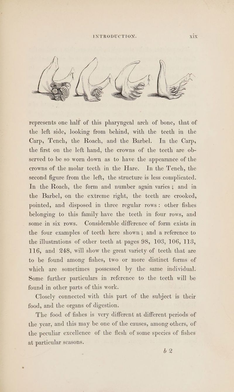 represents one half of this pharyngeal arch of bone, that of the left side, looking from behind, with the teeth in the Carp, ‘Tench, the Roach, and the Barbel. In the Carp, the first on the left hand, the crowns of the teeth are ob- served to be so worn down as to have the appearance of the crowns of the molar teeth in the Hare. In the Tench, the second figure from the left, the structure is less complicated. In the Roach, the form and number again varies; and in the Barbel, on the extreme right, the teeth are crooked, pointed, and disposed in three regular rows: other fishes belonging to this family have the teeth in four rows, and some in six rows. Considerable difference of form exists in the four examples of teeth here shown; and a reference to the illustrations of other teeth at pages 98, 103, 106, 113, 116, and 248, will show the great variety of teeth that are to be found among fishes, two or more distinct forms of which are sometimes possessed by the same individual. Some further particulars in reference to the teeth will be found in other parts of this work. Closely connected with this part of the subject is their food, and the organs of digestion. The food of fishes is very different at different periods of the year, and this may be one of the causes, among others, of the peculiar excellence of the flesh of some species of fishes at particular seasons. b2