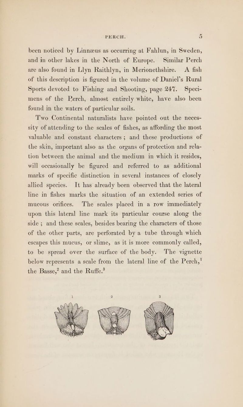 = PERCH. 9) been noticed by Linnzeus as occurring at Fahlun, in Sweden, and in other lakes in the North of Europe. Similar Perch are also found in Llyn Raithlyn, in Merionethshire. A fish of this description is figured in the volume of Daniel’s Rural Sports devoted to Fishing and Shooting, page 247. Speci- mens of the Perch, almost entirely white, have also been found in the waters of particular soils. Two Continental naturalists have pointed out the neces- sity of attending to the scales of fishes, as affording the most valuable and constant characters; and these productions of the skin, important also as the organs of protection and rela- tion between the animal and the medium in which it resides, will occasionally be figured and referred to as additional marks of specific distinction in several instances of closely allied species. It has already been observed that the lateral line in fishes marks the situation of an extended series of mucous orifices. The scales placed in a row immediately upon this lateral line mark its particular course along the side ; and these scales, besides bearing the characters of those of the other parts, are perforated by a tube through which escapes this mucus, or slime, as it is more commonly called, to be spread over the surface of the body. The vignette below represents a scale from the lateral line of the Perch,’ the Basse,” and the Ruffe.’