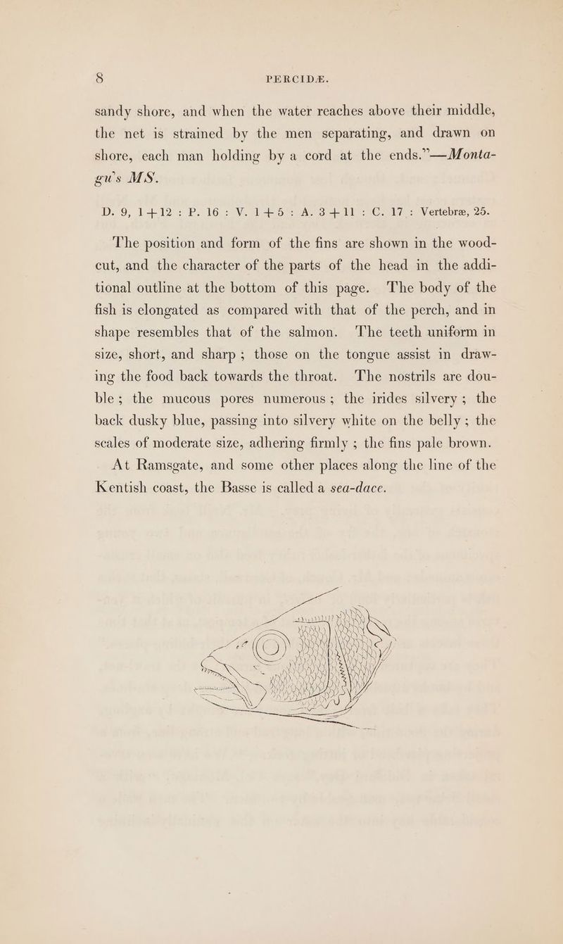 sandy shore, and when the water reaches above their middle, the net is strained by the men separating, and drawn on shore, each man holding by a cord at the ends.”—Monta- gus MS. Dp. 9, 1+12: P. 16.:-V. 1b AS ea Ce Ay: Vertebre, 25. The position and form of the fins are shown in the wood- cut, and the character of the parts of the head in the addi- tional outline at the bottom of this page. The body of the fish is elongated as compared with that of the perch, and in shape resembles that of the salmon. The teeth uniform in size, short, and sharp ; those on the tongue assist in draw- ing the food back towards the throat. The nostrils are dou- ble; the mucous pores numerous; the irides silvery ; the back dusky blue, passing into silvery white on the belly ; the scales of moderate size, adhering firmly ; the fins pale brown. At Ramsgate, and some other places along the line of the Kentish coast, the Basse is called a sea-dace.