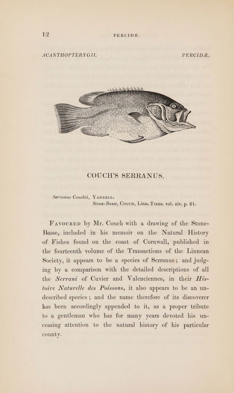 ACANTHOPTERYGII. PERCIDA, Serranus Couchii, YARRELL. Stone- Basse, Coucu, Linn. Trans. vol. xiv. p. 81. Favourrep by Mr. Couch with a drawing of the Stone- Basse, included in his memoir on the Natural History of Fishes found on the coast of Cornwall, published in the fourteenth volume of the Transactions of the Linnean Society, it appears to be a species of Serranus; and judg- ing by a comparison with the detailed descriptions of all the Serrant of Cuvier and Valenciennes, in their H7s- toire Naturelle des Poissons, it also appears to be an un- described species ; and the name therefore of its discoverer has been accordingly appended to it, as a proper tribute to a gentleman who has for many years devoted his un- ceasing attention to the natural history of his particular county.