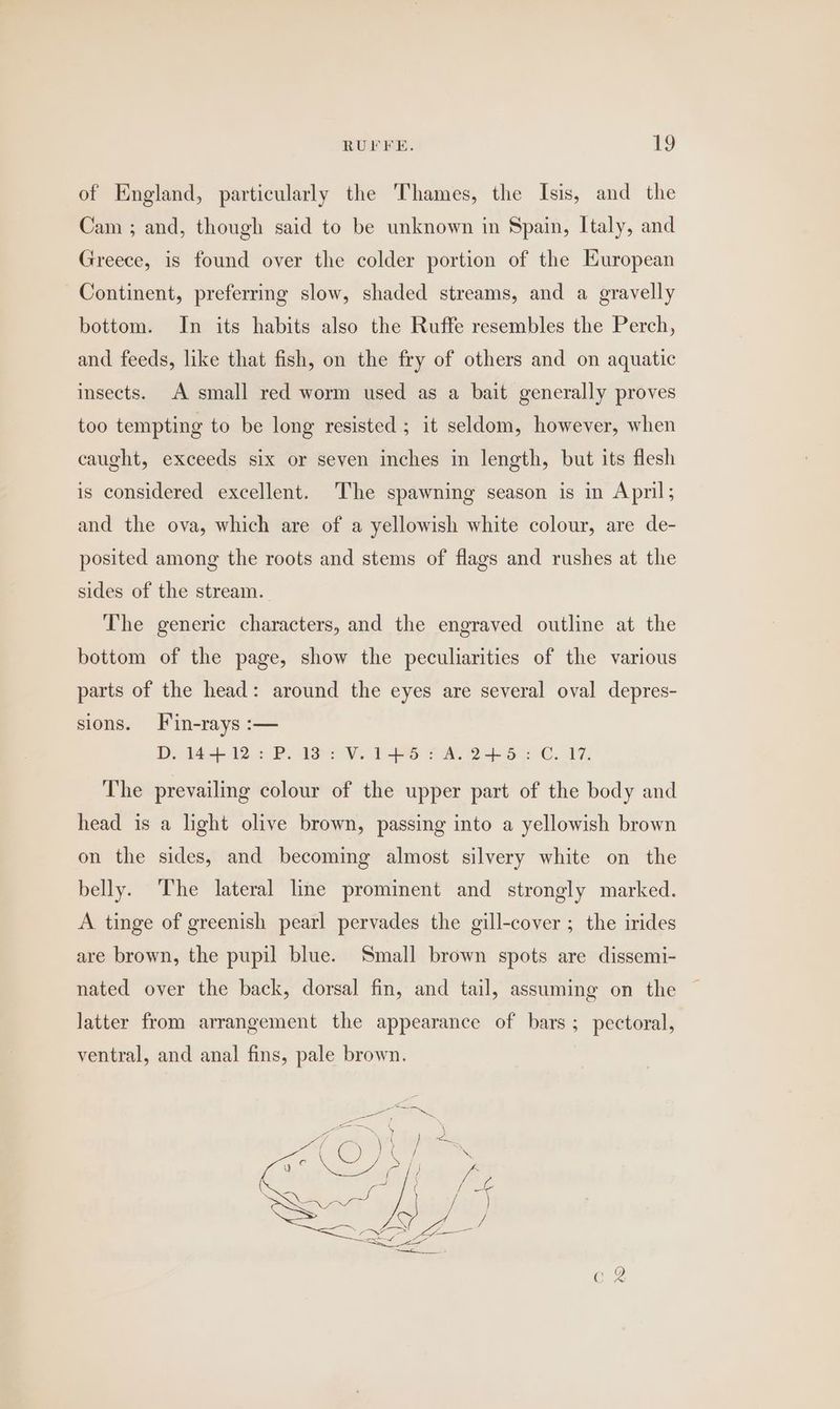 of England, particularly the Thames, the Isis, and the Cam ; and, though said to be unknown in Spain, Italy, and Greece, is found over the colder portion of the European Continent, preferring slow, shaded streams, and a gravelly bottom. In its habits also the Ruffe resembles the Perch, and feeds, like that fish, on the fry of others and on aquatic insects. A small red worm used as a bait generally proves too tempting to be long resisted ; it seldom, however, when caught, exceeds six or seven inches in length, but its flesh is considered excellent. The spawning season is in April; and the ova, which are of a yellowish white colour, are de- posited among the roots and stems of flags and rushes at the sides of the stream. The generic characters, and the engraved outline at the bottom of the page, show the peculiarities of the various parts of the head: around the eyes are several oval depres- sions. Fin-rays :— D. 144-12 : Pos 2 V.1--6 5 AL 245: C. 17. The prevailing colour of the upper part of the body and head is a light olive brown, passing into a yellowish brown on the sides, and becoming almost silvery white on the belly. The lateral line prominent and strongly marked. A tinge of greenish pearl pervades the gill-cover ; the irides are brown, the pupil blue. Small brown spots are dissemi- nated over the back, dorsal fin, and tail, assuming on the latter from arrangement the appearance of bars ; pectoral, ventral, and anal fins, pale brown. ee i inme Cr Cy )