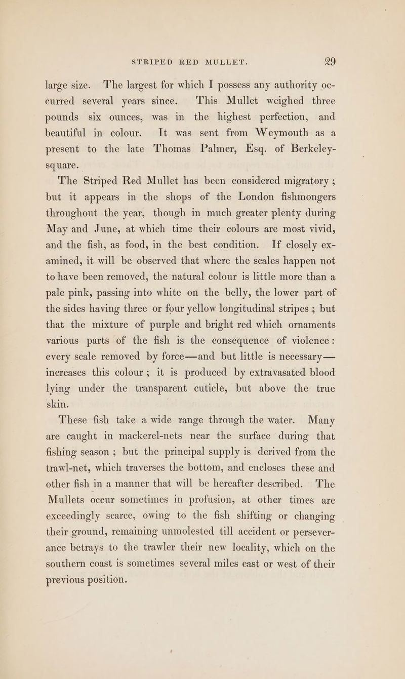 large size. The largest for which I possess any authority oc- curred several years since. This Mullet weighed three pounds six ounces, was in the highest perfection, and beautiful in colour. It was sent from Weymouth as a present to the late Thomas Palmer, Esq. of Berkeley- square. The Striped Red Mullet has been considered migratory ; but it appears in the shops of the London fishmongers throughout the year, though im much greater plenty during May and June, at which time their colours are most vivid, and the fish, as food, in the best condition. If closely ex- amined, it will be observed that where the scales happen not to have been removed, the natural colour is little more than a pale pink, passing into white on the belly, the lower part of the sides having three or four yellow longitudinal stripes ; but that the mixture of purple and bright red which ornaments various parts of the fish is the consequence of violence: every scale removed by force—and but little is necessary — increases this colour; it is produced by extravasated blood lying under the transparent cuticle, but above the true skin. These fish take a wide range through the water. Many are caught in mackerel-nets near the surface during that fishing season ; but the principal supply is derived from the trawl-net, which traverses the bottom, and encloses these and other fish in a manner that will be hereafter described. The Mullets occur sometimes in profusion, at other times are exceedingly scarce, owing to the fish shifting or changing — their ground, remaining unmolested till accident or persever- ance betrays to the trawler their new locality, which on the southern coast is sometimes several miles east or west of their previous position.