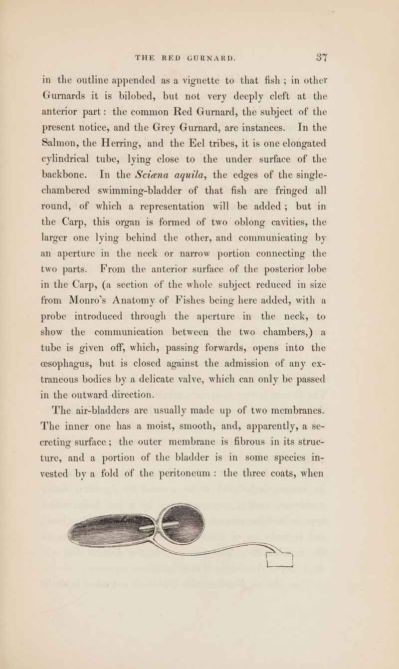 in the outline appended as a vignette to that fish ; in other Gurnards it is bilobed, but not very deeply cleft at the anterior part: the common Red Gurnard, the subject of the present notice, and the Grey Gurnard, are instances. In the Salmon, the Herring, and the Eel tribes, it is one elongated cylindrical tube, lying close to the under surface of the backbone. In the S'ctena aquila, the edges of the single- chambered swimming-bladder of that fish are fringed all round, of which a representation will be added; but in the Carp, this organ is formed of two oblong cavities, the larger one lying behind the other, and communicating by an aperture in the neck or narrow portion connecting the two parts. From the anterior surface of the posterior lobe in the Carp, (a section of the whole subject reduced in size from Monro’s Anatomy of Fishes being here added, with a probe introduced through the aperture in the neck, to show the communication between the two chambers,) a tube is given off, which, passing forwards, opens into the cesophagus, but is closed against the admission of any ex- traneous bodies by a delicate valve, which can only be passed in the outward direction. The air-bladders are usually made up of two membranes. The inner one has a moist, smooth, and, apparently, a se- creting surface; the outer membrane is fibrous in its struc- ture, and a portion of the bladder is in some species in- vested by a fold of the peritoneum: the three coats, when