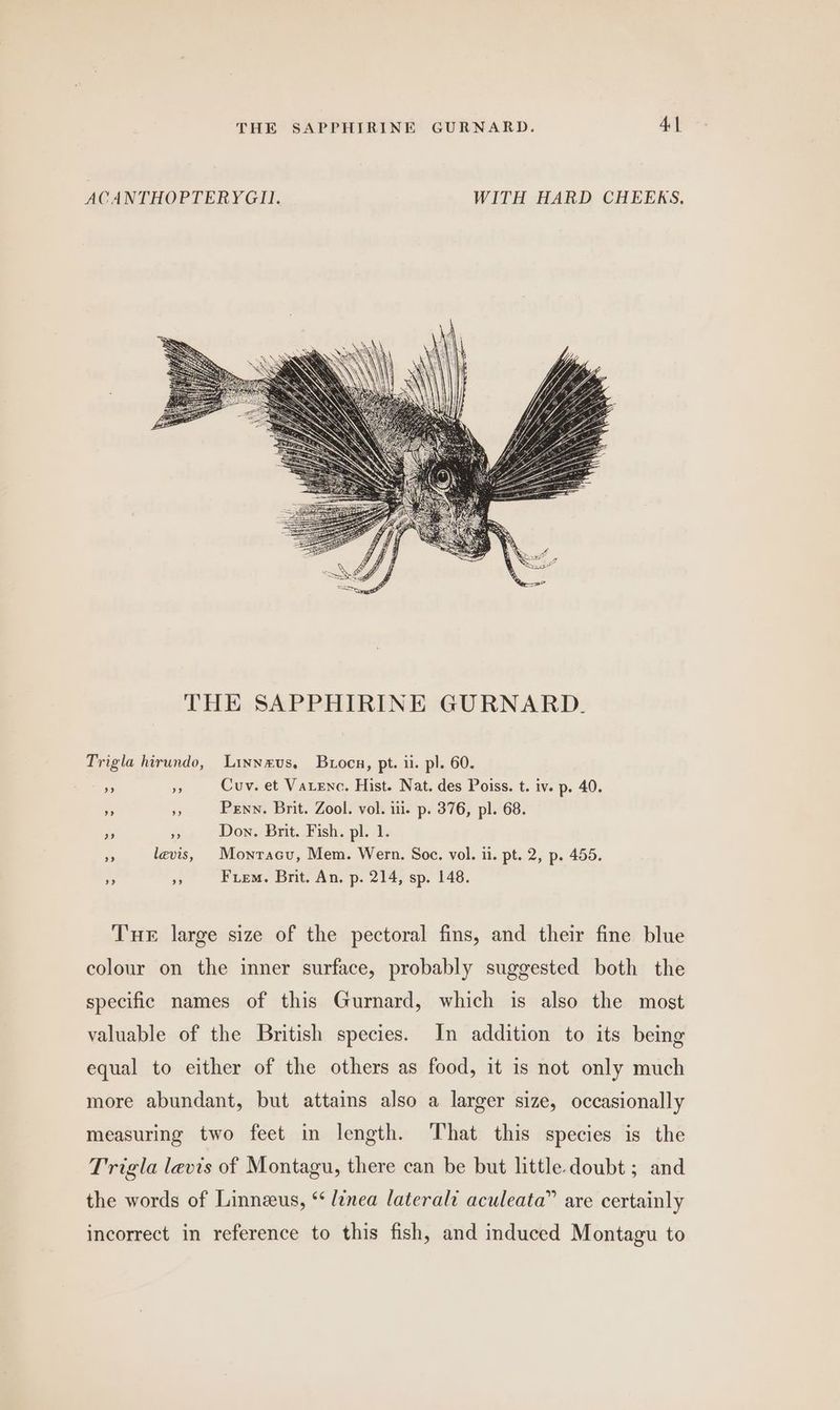 ACA NTHOPTERYGII. WITH HARD CHEEKS, Trigla hirundo, Linneus. Buocn, pt. ii. pl. 60. Ko 35 Cuv. et Varenc. Hist. Nat. des Poiss. t. iv. p. 40. a > Penn. Brit. Zool. vol. iii. p. 376, pl. 68. oP ay Don. Brit. Fish. pl. 1. - levis, Monracu, Mem. Wern. Soc. vol. ii. pt. 2, p. 455. Be s Fiem. Brit. An. p. 214, sp. 148. Tue large size of the pectoral fins, and their fine blue colour on the inner surface, probably suggested both the specific names of this Gurnard, which is also the most valuable of the British species. In addition to its being equal to either of the others as food, it is not only much more abundant, but attains also a larger size, occasionally measuring two feet in length. That this species is the Trigla levis of Montagu, there can be but little. doubt ; and the words of Linnzus, ‘linea laterali aculeata” are certainly incorrect in reference to this fish, and induced Montagu to