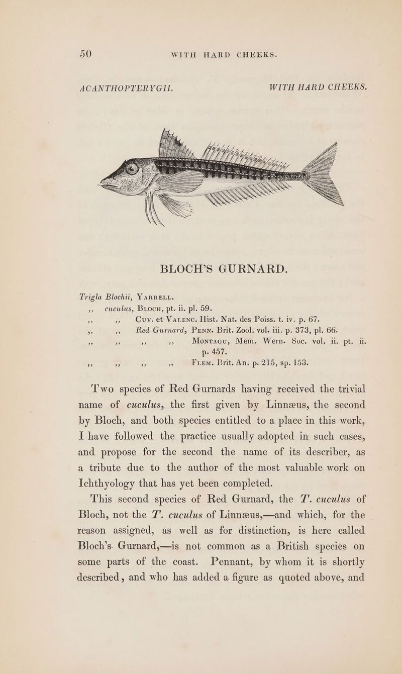 ACANTHOPTERYGII. WITH HARD CHEEKS. Trigla Blochiti, YARRELL. cuculus, Buiocn, pt. i. pl. 59. Cuv. et Varenc. Hist. Nat. des Poiss. t. iv. p. 67. Red Gurnard, Penn. Brit. Zool. vol. ii. p. 373, pl. 66. Montacu, Mem. Wern. Soc. vol. ii. pt. ii. p: 457. Firm. Brit. An. p. 215, sp. 153. ”) >? 33 bed ” 9’ x? a) x? 9? 9 ‘T'wo species of Red Gurnards having received the trivial name of cuculus, the first given by Linneus, the second by Bloch, and both species entitled to a place in this work, I have followed the practice usually adopted in such cases, and propose for the second the name of its describer, as a tribute due to the author of the most valuable work on Ichthyology that has yet been completed. This second species of Red Gurnard, the 7. cuculus of Bloch, not the 7. cuculus of Linnzus,—and which, for the reason assigned, as well as for distinction, is here called Bloch’s. Gurnard,—is not common as a British species on some parts of the coast. Pennant, by whom it is shortly described, and who has added a figure as quoted above, and