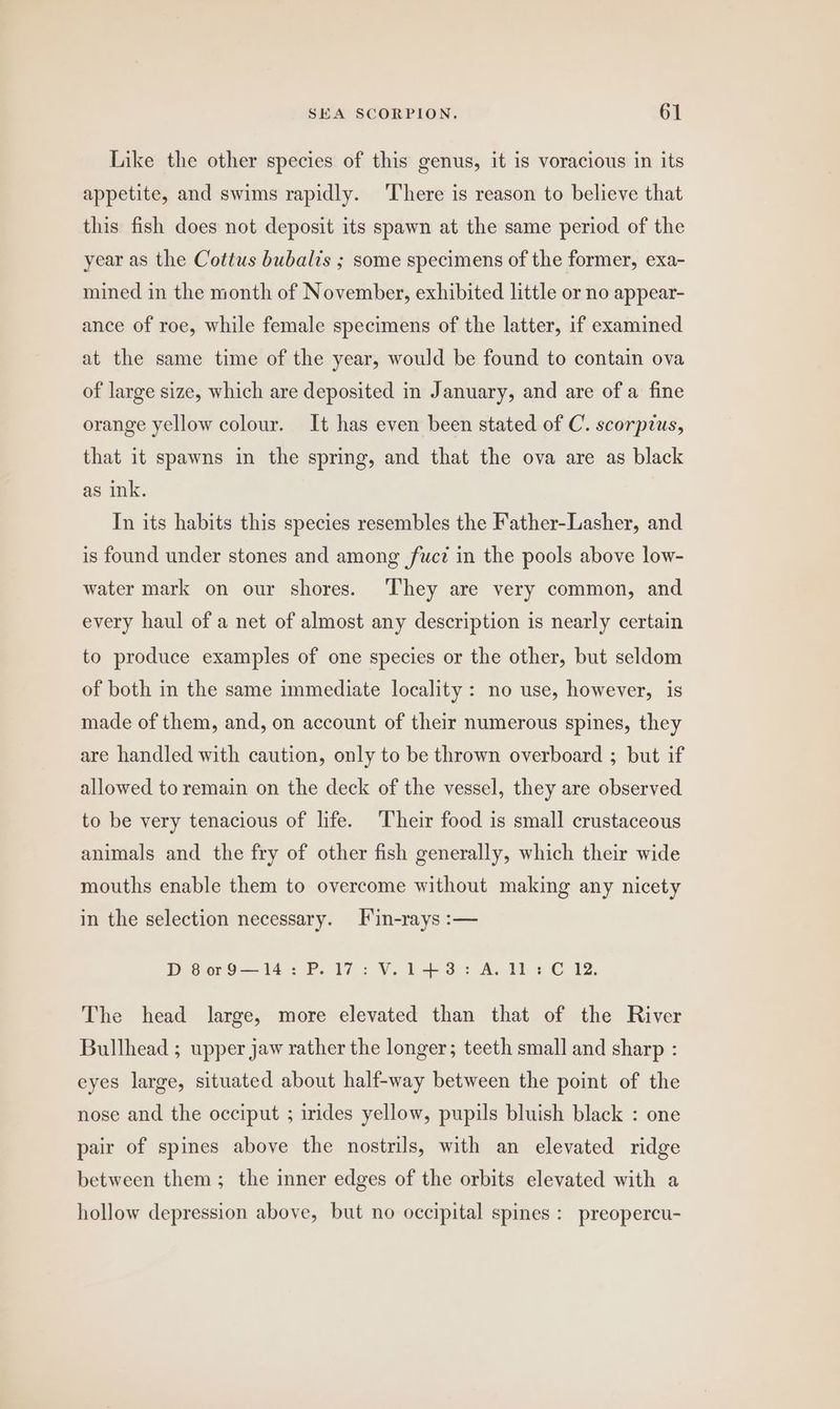 Like the other species of this genus, it is voracious in its appetite, and swims rapidly. There is reason to believe that this fish does not deposit its spawn at the same period of the year as the Cottus bubalis ; some specimens of the former, exa- mined in the month of November, exhibited little or no appear- ance of roe, while female specimens of the latter, if examined at the same time of the year, would be found to contain ova of large size, which are deposited in January, and are of a fine orange yellow colour. It has even been stated of C. scorpius, that it spawns in the spring, and that the ova are as black as ink. In its habits this species resembles the Father-Lasher, and is found under stones and among fucz in the pools above low- water mark on our shores. They are very common, and every haul of a net of almost any description is nearly certain to produce examples of one species or the other, but seldom of both in the same immediate locality: no use, however, is made of them, and, on account of their numerous spines, they are handled with caution, only to be thrown overboard ; but if allowed to remain on the deck of the vessel, they are observed to be very tenacious of life. Their food is small crustaceous animals and the fry of other fish generally, which their wide mouths enable them to overcome without making any nicety in the selection necessary. Fin-rays :— D 8or9—14: P. 17: V.1+3: A. TL: C 12. The head large, more elevated than that of the River Bullhead ; upper jaw rather the longer; teeth small and sharp : eyes large, situated about half-way between the point of the nose and the occiput ; irides yellow, pupils bluish black : one pair of spines above the nostrils, with an elevated ridge between them; the inner edges of the orbits elevated with a hollow depression above, but no occipital spines : preopercu-