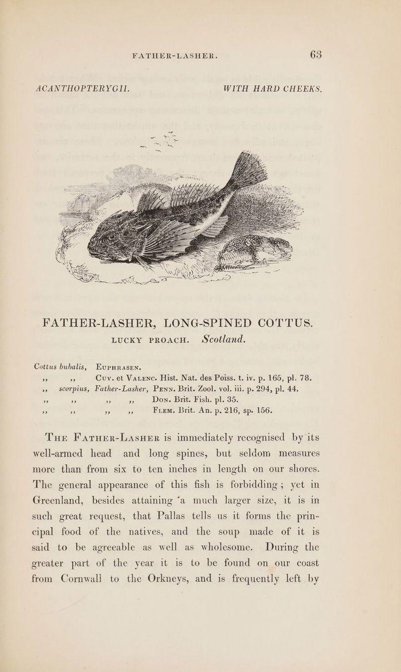 ACANTHOPTERYGII, WITH HARD CHEEKS, FATHER-LASHER, LONG-SPINED COTTUS. LucKY PROACH. Scotland. Cottus bubalis, EupHRraAsEN. » - Cuv. et Vatenc. Hist. Nat. des Poiss. t. iv. p. 165, pl. 78. »» scorpius, Father-Lasher, Penn. Brit. Zool. vol. ili. p. 294, pl. 44. 9 Ap - is Don. Bnit. Fish. pl. 35. a oe - is Fiem. Brit. An. p. 216, sp. 156. THe Fatuer-LasuHer is immediately recognised by its well-armed head and long spines, but seldom measures more than from six to ten inches in length on our shores. The general appearance of this fish is forbidding; yet in Greenland, besides attaining ‘a much larger size, it is in such great request, that Pallas tells us it forms the prin- cipal food of the natives, and the soup made of it is said to be agreeable as well as wholesome. During the greater part of the year it is to be found on our coast from Cornwall to the Orkneys, and is frequently left by