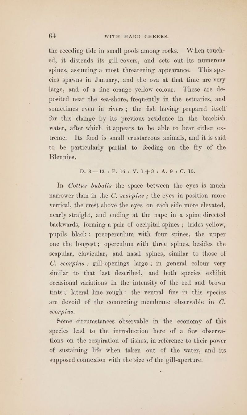 the receding tide in small pools among rocks. When touch- ed, it distends its gill-covers, and sets out its numerous spines, assuming a most threatening appearance. This spe- cles spawns in January, and the ova at that time are very large, and of a fine orange yellow colour. ‘These are de- posited near the sea-shore, frequently in the estuaries, and sometimes even in rivers; the fish having prepared itself for this change by its previous residence in the brackish water, after which it appears to be able to bear either ex- treme. Its food is small crustaceous animals, and it is said to be particularly partial to feeding on the fry of the Blennies. | D. 8195 Pie eNe 143 AL 94 Cam In Cottus bubalis the space between the eyes is much narrower than in the C. scorpius ; the eyes in position more vertical, the crest above the eyes on each side more elevated, nearly straight, and ending at the nape in a spine directed backwards, forming a pair of occipital spines ; inides yellow, pupils black: preoperculum with four spines, the upper one the longest ; operculum with three spines, besides the scapular, clavicular, and nasal spines, similar to those of C’. scorptus : gill-openings large ; in general colour very similar to that last described, and both species exhibit occasional variations in the intensity of the red and brown tints; lateral line rough: the ventral fins in this species are devoid of the connecting membrane observable in C. scorpius. Some circumstances observable in the economy of this species lead to the introduction here of a few observa- tions on the respiration of fishes, in reference to their power of sustaining life when taken out of the water, and its supposed connexion with the size of the gill-aperture.