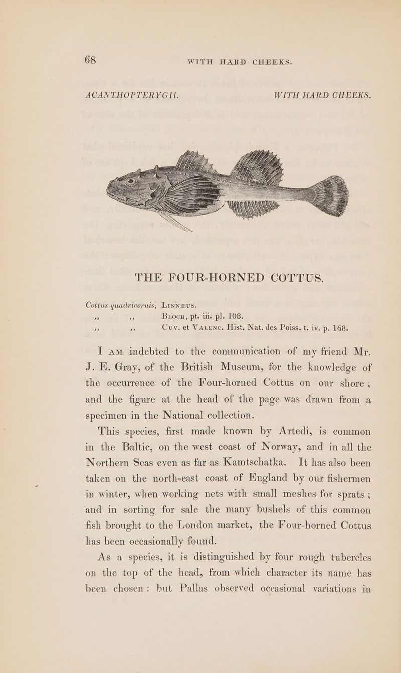 ACANTHOPTERYGII. WITH HARD CHEEKS, Cottus quadricornis, Linnavs. Re x Buocu, pt. i. pl. 108. x y Cuv. et Varenc. Hist. Nat. des Poiss. t. iv. p. 168. I am indebted to the communication of my friend Mr. J. HK. Gray, of the British Museum, for the knowledge of the occurrence of the Four-horned Cottus on our shore ; and the figure at the head of the page was drawn from a specimen in the National collection. This species, first made known by Artedi, is common in the Baltic, on the west coast of Norway, and in all the Northern Seas even as far as Kamtschatka. It has also been taken on the north-east coast of England by our fishermen in winter, when working nets with small meshes for sprats ; and in sorting for sale the many bushels of this common fish brought to the London market, the Four-horned Cottus has been occasionally found. As a species, it is distinguished by four rough tubercles on the top of the head, from which character its name has been chosen: hut Pallas observed occasional variations in
