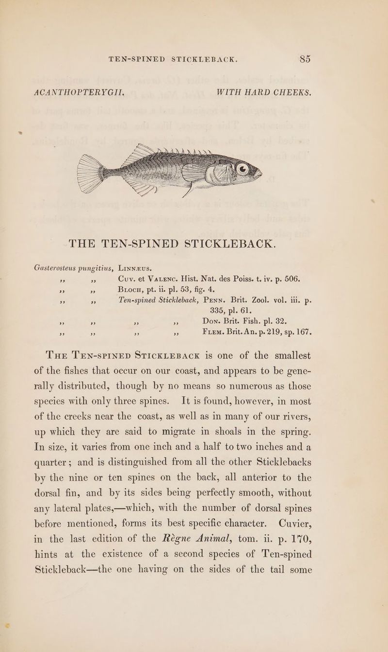 ACANTHOPTERYGII. WITH HARD CHEEKS, THE TEN-SPINED STICKLEBACK. Gasterosteus pungitius, Linnevus. ss ss Cuv. et Vatenc. Fist. Nat. des Poiss. t. iv. p. 506. oe 2 Buocy, pt. i. pl. 53, fig. 4. ., ie Ten-spined Stickleback, Penn. Brit. Zool. vol. iil. p. 335, pl. 61. ‘5 + Pe Pe Don. Brit. Fish. pl. 32. ” ” » Py Fiem. Brit. An. p. 219, sp. 167. Tuer TEN-sPINED STICKLEBACK is one of the smallest of the fishes that occur on our coast, and appears to be gene- rally distributed, though by no means so numerous as those species with only three spines. It is found, however, in most of the creeks near the coast, as well as in many of our rivers, up which they are said to migrate in shoals in the spring. In size, it varies from one inch and a half to two inches and a quarter; and is distinguished from all the other Sticklebacks by the nine or ten spines on the back, all anterior to the dorsal fin, and by its sides being perfectly smooth, without any lateral plates,—which, with the number of dorsal spines before mentioned, forms its best specific character. Cuvier, in the last edition of the Régne Animal, tom. ii. p. 170, hints at the existence of a second species of Ten-spined Stickleback—the one having on the sides of the tail some