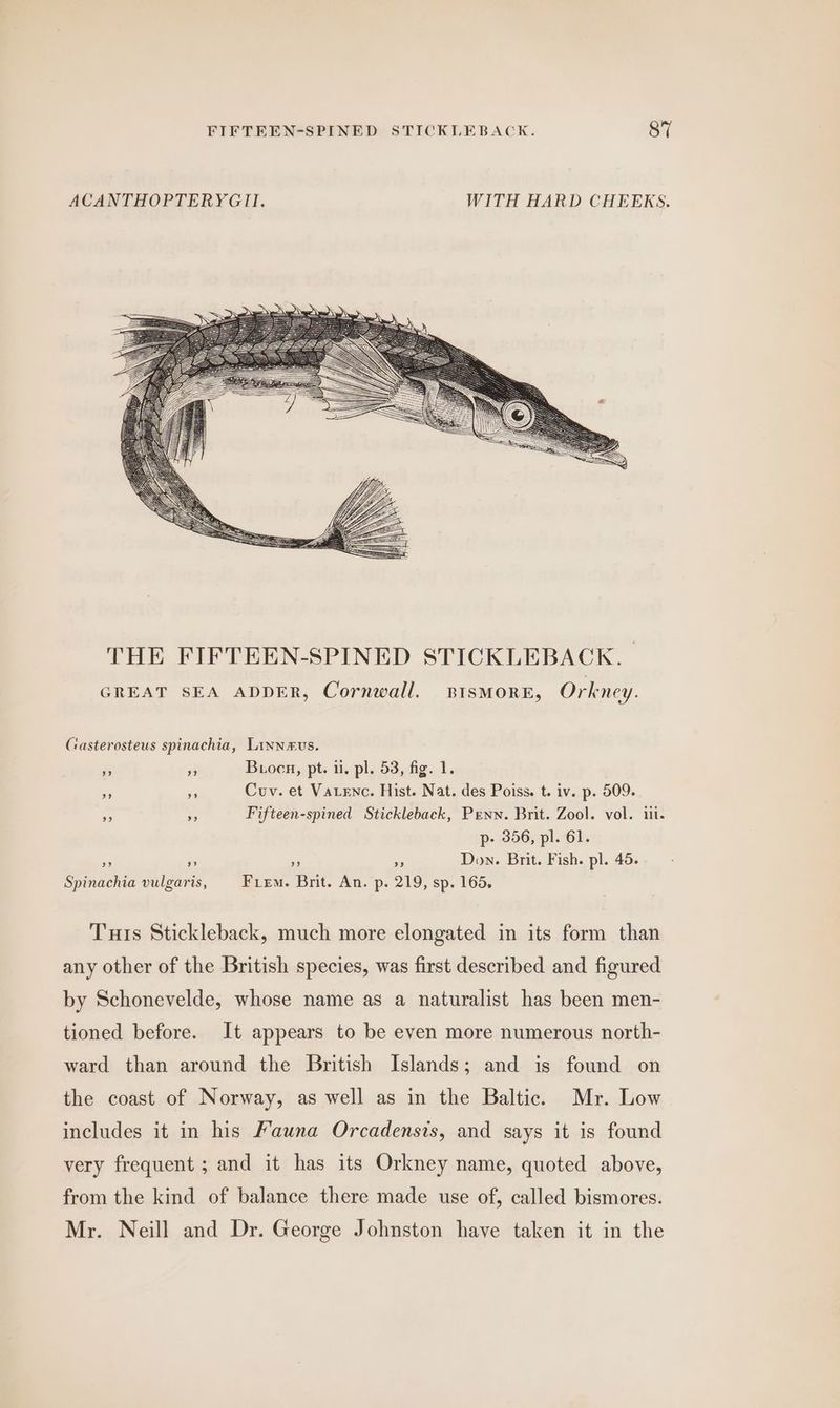 ACANTHOPTERYGII. WITH HARD CHEEKS. THE FIFTEEN-SPINED STICKLEBACK. | GREAT SEA ADDER, Cornwall. BIsMORE, Orkney. Casterosteus spinachia, Linnevus. x 2 B.oen, pt. i. pl. 53, fig. 1. ” a Cuv. et Vatenc. Hist. Nat. des Poiss. t. iv. p. 509. o f Fifteen-spined Stickleback, Penn. Brit. Zool. vol. iii. p- 356, pl. 61. ” ” - ns Don. Brit. Fish. pl. 45. Spinachia vulgaris, Firm. Brit. An. p. 219, sp. 165, Tuts Stickleback, much more elongated in its form than any other of the British species, was first described and figured by Schonevelde, whose name as a naturalist has been men- tioned before. It appears to be even more numerous north- ward than around the British Islands; and is found on the coast of Norway, as well as in the Baltic. Mr. Low includes it in his Mauna Orcadensis, and says it is found very frequent ; and it has its Orkney name, quoted above, from the kind of balance there made use of, called bismores. Mr. Neill and Dr. George Johnston have taken it in the