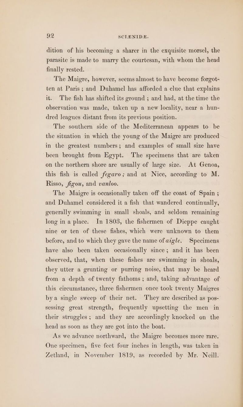 dition of his becoming a sharer in the exquisite morsel, the parasite is made to marry the courtesan, with whom the head finally rested. The Maigre, however, seems almost to have become forgot- ten at Paris; and Duhamel has afforded a clue that explains it. The fish has shifted its ground ; and had, at the time the observation was made, taken up a new locality, near a hun- dred leagues distant from its previous position. The southern side of the Mediterranean appears to be the situation in which the young of the Maigre are produced in the greatest numbers; and examples of small size have been brought from Egypt. ‘The specimens that are taken on the northern shore are usually of large size. At Genoa, this fish is called fegaro; and at Nice, according to M. Risso, figou, and vanloo. The Maigre is occasionally taken off the coast of Spain ; and Duhamel considered it a fish that wandered continually, generally swimming in small shoals, and seldom remaining long ina place. In 1803, the fishermen of Dieppe caught nine or ten of these fishes, which were unknown to them before, and to which they gave the name of aigle. Specimens have also been taken occasionally since; and it has been observed, that, when these fishes are swimming in shoals, they utter a grunting or purring noise, that may be heard from a depth of twenty fathoms ; and, taking advantage of this circumstance, three fishermen once took twenty Maigres bya single sweep of their net. ‘They are described as pos- sessing great strength, frequently upsetting the men in their struggles; and they are accordingly knocked on the head as soon as they are got into the boat. As we advance northward, the Maigre becomes more rare. One specimen, five feet four inches in length, was taken in Zetland, in November 1819, as recorded by Mr. Neill.