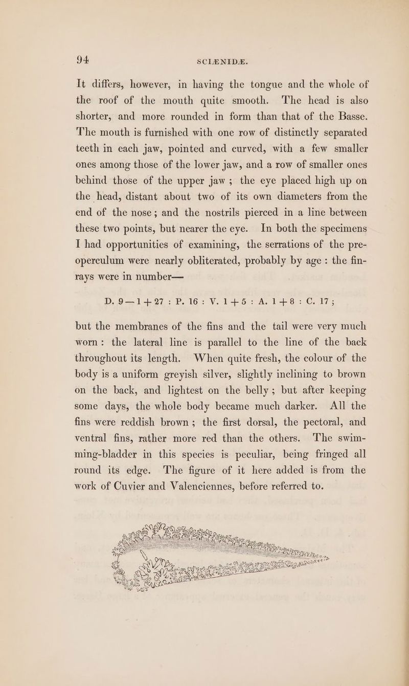 It differs, however, in having the tongue and the whole of the roof of the mouth quite smooth. The head is also shorter, and more rounded in form than that of the Basse. The mouth is furnished with one row of distinctly separated teeth in each jaw, pointed and curved, with a few smaller ones among those of the lower jaw, and a row of smaller ones behind those of the upper jaw ; the eye placed high up on the head, distant about two of its own diameters from the end of the nose; and the nostrils pierced in a line between these two points, but nearer the eye. In both the specimens I had opportunities of examining, the serrations of the pre- operculum were nearly obliterated, probably by age : the fin- rays were in number— D, O— 1407 2 P. 16: V. 1-6.) AL 148: ©) 17; but the membranes of the fins and the tail were very much wom: the lateral line is parallel to the line of the back throughout its length. When quite fresh, the colour of the body is a uniform greyish silver, slightly inclining to brown on the back, and lightest on the belly; but after keeping some days, the whole body became much darker. All the fins were reddish brown ; the first dorsal, the pectoral, and ventral fins, rather more red than the others. ‘The swim- ming-bladder in this species is peculiar, being fringed all round its edge. The figure of it here added is from the work of Cuvier and Valenciennes, before referred to. Sie 5, = SSE oon. s EShyes