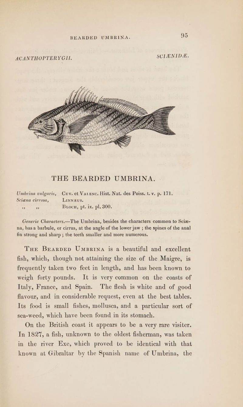 C ‘onl ACANTHOPTERYGII. SCIENIDE. Umbrina vulgaris, Cuv. et Vaienc. Hist. Nat. des Poiss. t. v. p. 171. Sciena cirrosa, LInNzEUS. »” » Buocu, pt. ix. pl. 300. Generic Characters.—The Umbrina, besides the characters common to Scie- na, hasa barbule, or cirrus, at the angle of the lower jaw ; the spines of the anal fin strong and sharp ; the teeth smaller and more numerous. Tuer Brarpep Umprrina is a beautiful and excellent fish, which, though not attaining the size of the Maigre, is frequently taken two feet in length, and has been known to weigh forty pounds. It is very common on the coasts of Italy, France, and Spain. The flesh is white and of good flavour, and in considerable request, even at the best tables. Its food is small fishes, mollusca, and a particular sort of sea-weed, which have been found in its stomach. On the British coast it appears to be a very rare visiter. In 1827, a fish, unknown to the oldest fisherman, was taken in the river Exe, which proved to be identical with that known at Gibraltar by the Spanish name of Umbrina, the