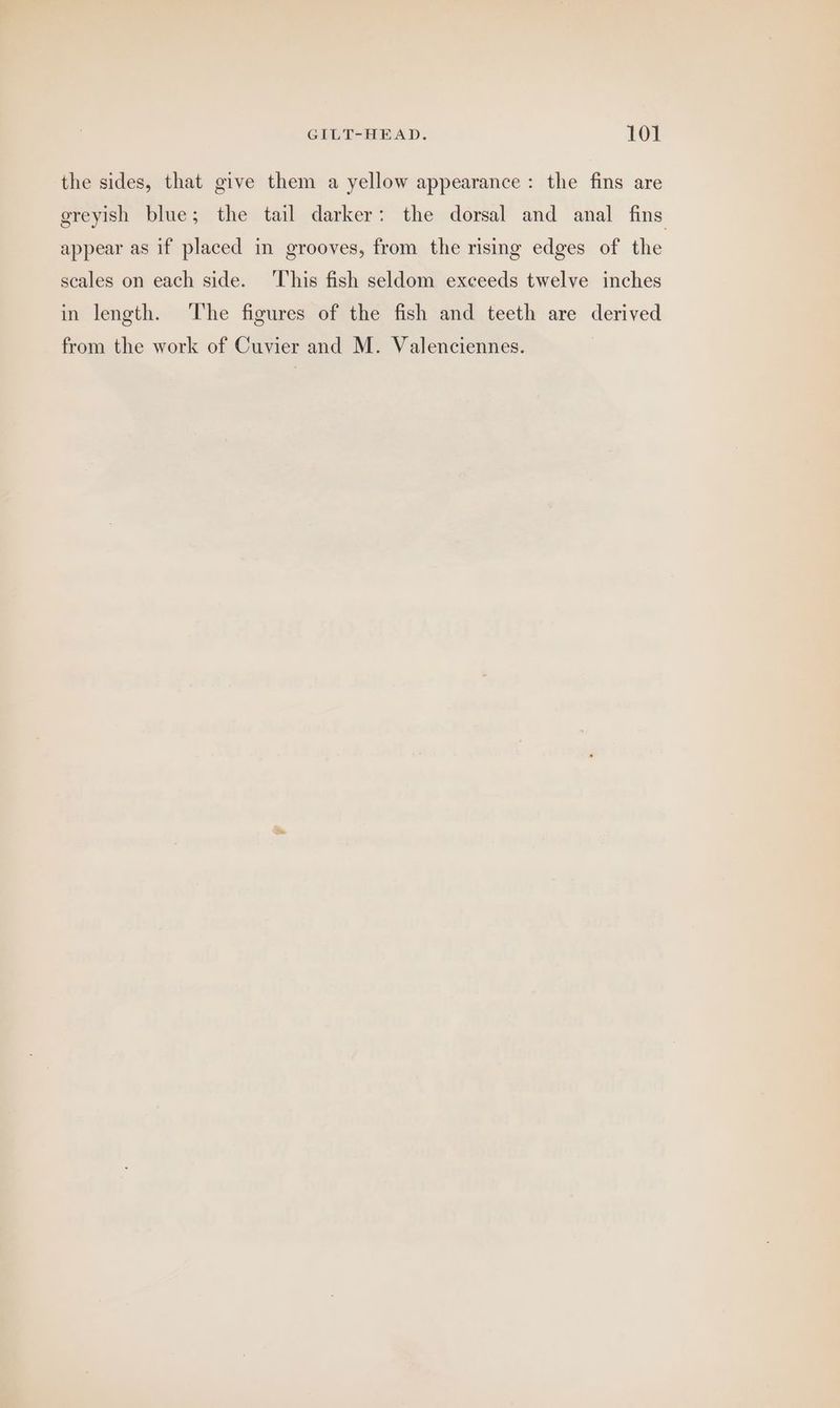 the sides, that give them a yellow appearance : the fins are greyish blue; the tail darker: the dorsal and anal fins appear as if placed in grooves, from the rising edges of the scales on each side. This fish seldom exceeds twelve inches in length. The figures of the fish and teeth are derived