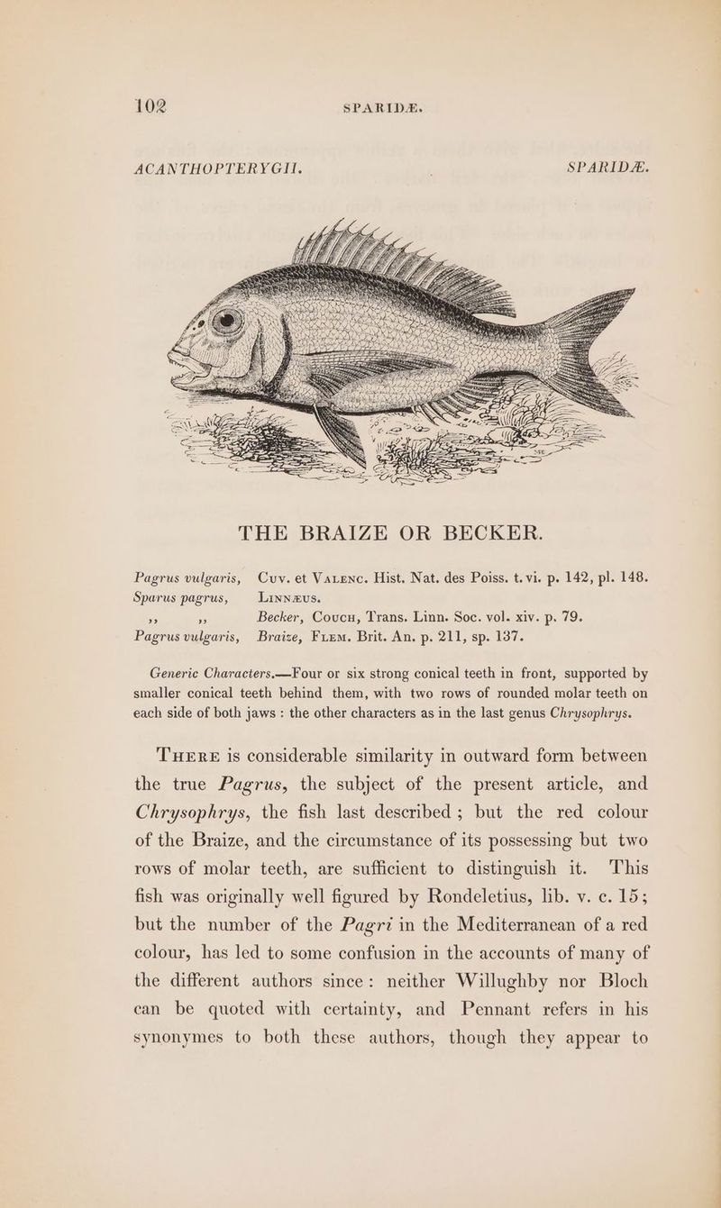 ACANTHOPTERYGII. ' SPARIDE. Pagrus vulgaris, Cuv. et Vatenc. Hist. Nat. des Poiss. t.vi. p. 142, pl. 148. Sparus pagrus, Linnazus. Ea oh Becker, Coucu, Trans. Linn. Soc. vol. xiv. p. 79. Pagrus vulgaris, Braise, Fiem. Brit. An. p. 211, sp. 137. Generic Characters.—Four or six strong conical teeth in front, supported by smaller conical teeth behind them, with two rows of rounded molar teeth on each side of both jaws : the other characters as in the last genus Chrysophrys. THERE is considerable similarity in outward form between the true Pagrus, the subject of the present article, and Chrysophrys, the fish last described ; but the red colour of the Braize, and the circumstance of its possessing but two rows of molar teeth, are sufficient to distinguish it. This fish was originally well figured by Rondeletius, lib. v. c. 15; but the number of the Pagriz in the Mediterranean of a red colour, has led to some confusion in the accounts of many of the different authors since: neither Willughby nor Bloch can be quoted with certainty, and Pennant refers in his synonymes to both these authors, though they appear to