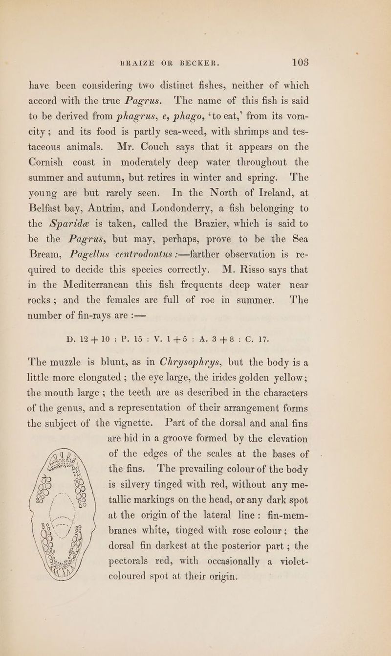 have been considering two distinct fishes, neither of which accord with the true Pagrus. ‘The name of this fish is said to be derived from phagrus, e, phago, ‘to eat,’ from its vora- city; and its food is partly sea-weed, with shrimps and tes- taceous animals. Mr. Couch says that it appears on the Cornish coast in moderately deep water throughout the summer and autumn, but retires in winter and spring. The young are but rarely seen. In the North of Ireland, at Belfast bay, Antrim, and Londonderry, a fish belonging to the Sparide is taken, called the Brazier, which is said to be the Pagrus, but may, perhaps, prove to be the Sea Bream, Pagellus centrodontus :—farther observation is re- quired to decide this species correctly. M. Risso says that in the Mediterranean this fish frequents deep water near rocks; and the females are full of roe in summer. ‘The number of fin-rays are :— We 12 lO: PO 4G; V1 oo A eee. Cs 17. The muzzle is blunt, as in Chrysophrys, but the body is a little more elongated ; the eye large, the irides golden yellow; the mouth large ; the teeth are as described in the characters of the genus, and a representation of their arrangement forms the subject of the vignette. Part of the dorsal and anal fins are hid in a groove formed by the elevation of the edges of the scales at the bases of the fins. ‘The prevailing colour of the body is silvery tinged with red, without any me- tallic markings on the head, or any dark spot at the origin of the lateral line: fin-mem- branes white, tinged with rose colour; the dorsal fin darkest at the posterior part ; the pectorals red, with occasionally a violet- coloured spot at their origin.