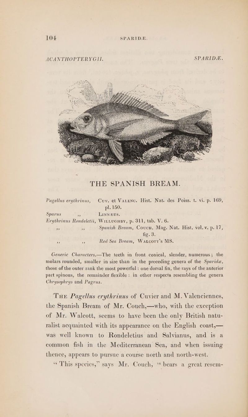 ACANTHOPTERYGLI. SPARIDA. Pagellus erythrinus, Cuv. et Vatenc. Hist. Nat. des Poiss. t. vi. p. 169, pl. 150. Sparus iy Linneus. Erythrinus Rondeletii, Wittucusy, p. 311, tab. V. 6. - f. Spanish Bream, Coucu, Mag. Nat. Hist. vol.v. p. 17, fig. 3. $5 fe Red Sea Bream, Watcorr’s MS. Generic Characters—The teeth in front conical, slender, numerous; the molars rounded, smaller in size than in the preceding genera of the Sparide, those of the outer rank the most powerful : one dorsal fin, the rays of the anterior part spinous, the remainder flexible: in other respects resembling the genera Chrysophrys and Pagrus. Tur Pagellus erythrinus of Cuvier and M. Valenciennes, the Spanish Bream of Mr. Couch,—who, with the exception of Mr. Walcott, seems to have been the only British natu- ralist acquainted with its appearance on the English coast,— was well known to Rondeletius and Salvianus, and is a common fish in the Mediterranean Sea, and when issuing thence, appears to pursue a course north and north-west. ‘‘ This species,” says Mr. Couch, “ bears a great resem-