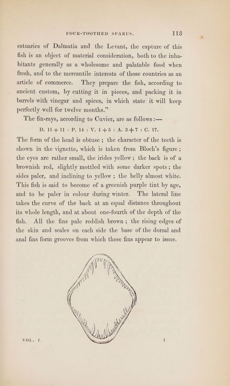 estuaries of Dalmatia and the Levant, the capture of this fish is an object of material consideration, both to the inha- bitants generally as a wholesome and palatable food when fresh, and to the mercantile interests of those countries as an article of commerce. They prepare the fish, according to ancient custom, by cutting it in pieces, and packing it in barrels with vinegar and spices, in which state it will keep perfectly well for twelve months.” The fin-rays, according to Cuvier, are as follows :— DoW W PP. 1}e VES eae oT: CC. T%. The form of the head is obtuse ; the character of the teeth is shown in the vignette, which is taken from Bloch’s figure ; the eyes are rather small, the irides yellow; the back is of a brownish red, slightly mottled with some darker spots; the sides paler, and inclining to yellow ; the belly almost white. This fish is said to become of a greenish purple tint by age, and to be paler in colour during winter. The lateral line takes the curve of the back at an equal distance throughout its whole length, and at about one-fourth of the depth of the fish. All the fins pale reddish brown; the rising edges of the skin and scales on each side the base of the dorsal and anal fins form grooves from which these fins appear to issue. VOR, I.