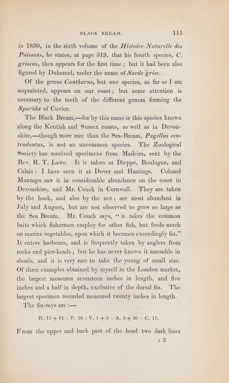 in 1830, in the sixth volume of the Histoire Naturelle des Poissons, he states, at page 319, that his fourth species, C. griseus, then appears for the first time ; but it had been also figured by Duhamel, under the name of Sarde grise. . Of the genus Cantharus, but one species, as far as I am acquainted, appears on our coast; but some attention is necessary to the teeth of the different genera forming the Spartde of Cuvier. The Black Bream,—for by this name is this species known along the Kentish and Sussex coasts, as well as in Devon- shire,—though more rare than the Sea-Bream, Pagellus cen- trodontus, is not an uncommon species. The Zoological Society has received specimens from Madeira, sent by the Rey. R. T. Lowe. It is taken at Dieppe, Boulogne, and Calais: I have seen it at Dover and Hastings. Colonel Montagu saw it in considerable abundance on the coast in Devonshire, and Mr. Couch in Cornwall. They are taken by the hook, and also by the net; are most abundant in July and August, but are not observed to grow so large as the Sea Bream. Mr. Couch says, ‘it takes the common baits which fishermen employ for other fish, but feeds much on marine vegetables, upon which it becomes exceedingly fat.” It enters harbours, and is frequently taken by anglers from rocks and pier-heads ; but he has never known it assemble in shoals, and it is very rare to take the young of small size. Of three examples obtained by myself in the London market, the largest measures seventeen inches in length, and five inches and a half in depth, exclusive of the dorsal fin. The largest specimen recorded measured twenty inches in length. The fin-rays are :-— DAL 12: Pi iG Vo br hk S16. 5 Cy 17; From the upper and back part of the head two dark lines LZ