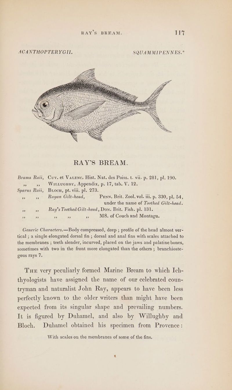ACANTHOPTERYGII. SQUAMMIPENNES.* Brama Raii, Cuv. et Vatenc. Hist. Nat. des Poiss. t. vil. p. 281, pl. 190. se », Wrttucusy, Appendix, p. 17, tab. V. 12. Sparus Rati, Burocu, pt. vii. pl. 273. eA a Rayan Gilt-head, Penn. Brit. Zool. vol. i. p. 330, pl. 54, under the name of Toothed Gilt-head. a Ray’s Toothed Gilt-head, Don. Brit. Fish. pl. 131. Pe re Pe BF MS. of Couch and Montagu. Generic Characters.—Body compressed, deep ; profile of the head almost ver- tical ; a single elongated dorsal fin ; dorsal and anal fins with scales attached to the membranes ; teeth slender, incurved, placed on the jaws and palatine bones, sometimes with two in the front more elongated than the others ; branchioste- gous rays 7. Tue very peculiarly formed Marine Bream to which Ich- thyologists have assigned the name of our celebrated coun- tryman and naturalist John Ray, appears to have been less perfectly known to the older writers than might have been expected from its singular shape and prevailing numbers. It is figured by Duhamel, and also by Willughby and Bloch. Duhamel obtained his specimen from Provence: With scales on the membranes of some of the fins.