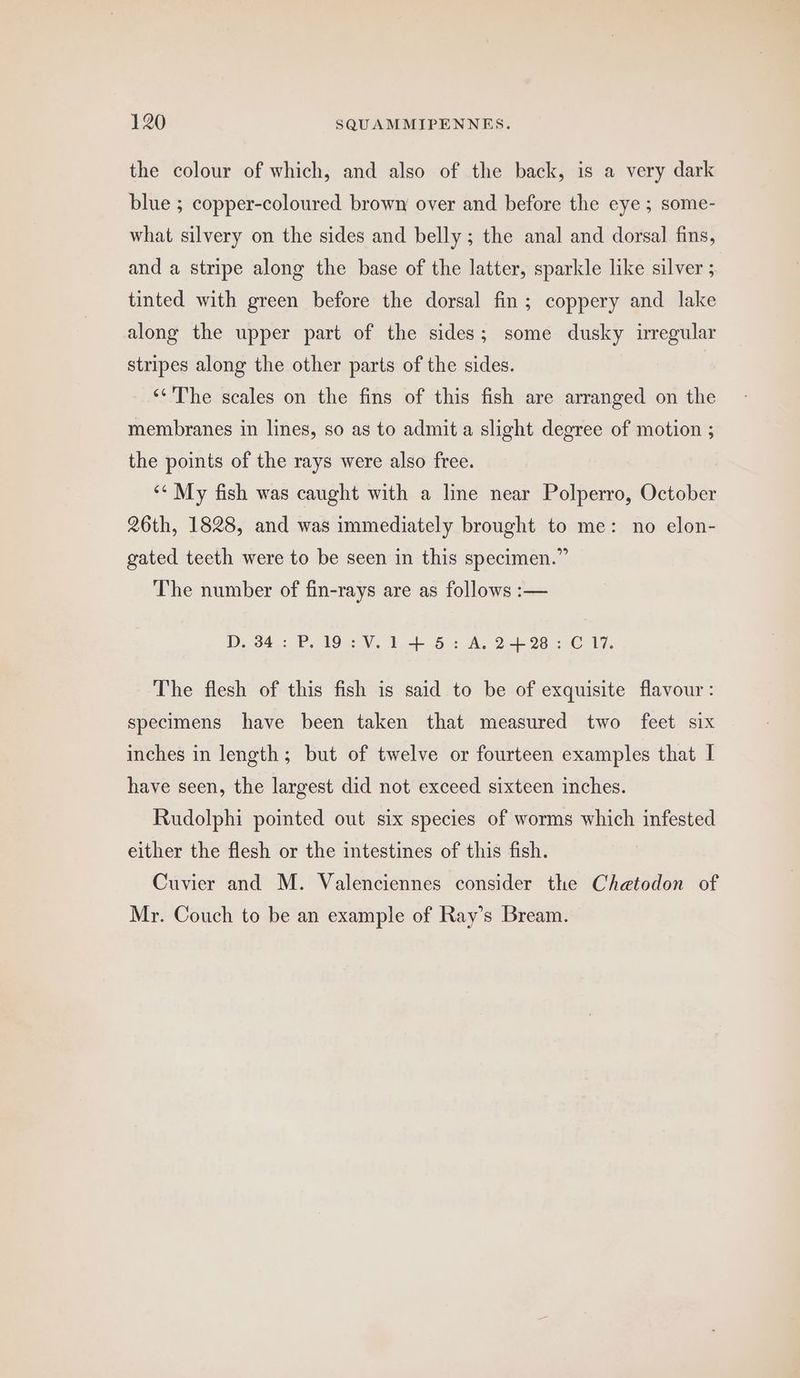 the colour of which, and also of the back, is a very dark blue ; copper-coloured brown over and before the eye ; some- what silvery on the sides and belly ; the anal and dorsal fins, and a stripe along the base of the latter, sparkle like silver ; tinted with green before the dorsal fin; coppery and lake along the upper part of the sides; some dusky irregular stripes along the other parts of the sides. ‘‘' The scales on the fins of this fish are arranged on the membranes in lines, so as to admit a slight degree of motion ; the points of the rays were also free. ‘* My fish was caught with a line near Polperro, October 26th, 1828, and was immediately brought to me: no elon- gated teeth were to be seen in this specimen.” The number of fin-rays are as follows :-— D343: P. 192 V. 1.4 52 A, 24-28 C17. The flesh of this fish is said to be of exquisite flavour : specimens have been taken that measured two feet six inches in length; but of twelve or fourteen examples that I have seen, the largest did not exceed sixteen inches. Rudolphi pointed out six species of worms which infested either the flesh or the intestines of this fish. Cuvier and M. Valenciennes consider the Chetodon of Mr. Couch to be an example of Ray’s Bream.
