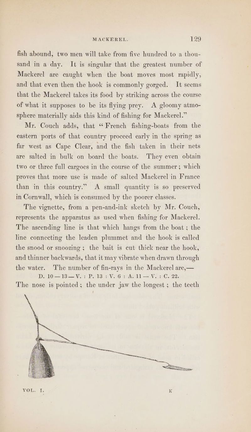 fish abound, two men will take from five hundred to a thou- sand in a day. It is singular that the greatest number of Mackerel are caught when the boat moves most rapidly, and that even then the hook is commonly gorged. It seems that the Mackerel takes its food by striking across the course of what it supposes to be its flying prey. A gloomy atmo- sphere materially aids this kind of fishing for Mackerel.” Mr. Couch adds, that ‘“ French fishing-boats from the eastern ports of that country proceed early in the spring as far west as Cape Clear, and the fish taken in their nets are salted in bulk on board the boats. They even obtain two or three full cargoes in the course of the summer; which proves that more use is made of salted Mackerel in France than in this country.” A small quantity is so preserved in Cornwall, which is consumed by the poorer classes. The vignette, from a pen-and-ink sketch by Mr. Couch, represents the apparatus as used when fishing for Mackerel. The ascending line is that which hangs from the boat ; the line connecting the leaden plummet and the hook is called the snood or snoozing ; the bait is cut thick near the hook, and thinner backwards, that it may vibrate when drawn through the water. The number of fin-rays in the Mackerel are,— DIOS 1S Vt PHS 2 V6 scAeedld 4 V. €. 223 The nose is pointed; the under jaw the longest ; the teeth