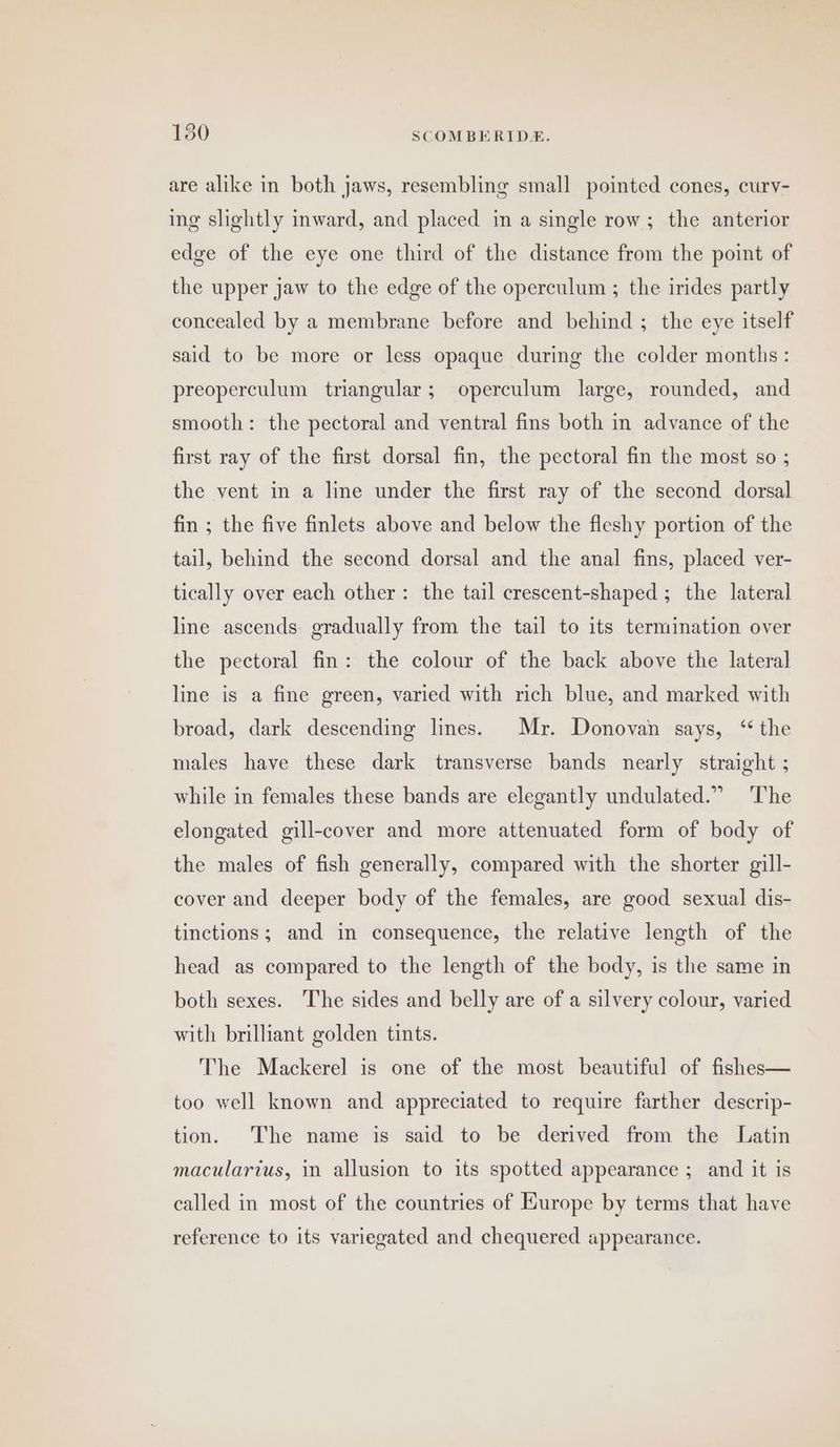 are alike in both jaws, resembling small pointed cones, curv- ing slightly inward, and placed in a single row; the anterior edge of the eye one third of the distance from the point of the upper jaw to the edge of the operculum ; the irides partly concealed by a membrane before and behind ; the eye itself said to be more or less opaque during the colder months: preoperculum triangular; operculum large, rounded, and smooth: the pectoral and ventral fins both in advance of the first ray of the first dorsal fin, the pectoral fin the most so ; the vent in a line under the first ray of the second dorsal fin ; the five finlets above and below the fleshy portion of the tail, behind the second dorsal and the anal fins, placed ver- tically over each other: the tail crescent-shaped ; the lateral line ascends gradually from the tail to its termination over the pectoral fin: the colour of the back above the lateral line is a fine green, varied with rich blue, and marked with broad, dark descending lines. Mr. Donovan says, “ the males have these dark transverse bands nearly straight ; while in females these bands are elegantly undulated.” ‘The elongated gill-cover and more attenuated form of body of the males of fish generally, compared with the shorter gill- cover and deeper body of the females, are good sexual dis- tinctions; and in consequence, the relative length of the head as compared to the length of the body, is the same in both sexes. The sides and belly are of a silvery colour, varied with brilliant golden tints. The Mackerel is one of the most beautiful of fishes— too well known and appreciated to require farther descrip- tion. The name is said to be derived from the Latin macularius, in allusion to its spotted appearance ; and it is called in most of the countries of Kurope by terms that have reference to its variegated and chequered appearance.