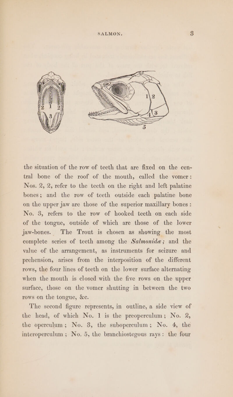 the situation of the row of teeth that are fixed on the cen- tral bone of the roof of the mouth, called the vomer: Nos. 2, 2, refer to the teeth on the right and left palatine bones; and the row of teeth outside each palatine bone on the upper jaw are those of the superior maxillary bones : No. 3, refers to the row of hooked teeth on each side of the tongue, outside of which are those of the lower jaw-bones. The Trout is chosen as showing the most complete series of teeth among the Salmonide; and the value of the arrangement, as instruments for seizure and prehension, arises from the interposition of the different rows, the four lines of teeth on the lower surface alternating when the mouth is closed with the five rows on the upper surface, those on the vomer shutting in between the two rows on the tongue, &amp;c. The second figure represents, in outline, a side view of the head, of which No. 1 is the preoperculum; No. 2, the operculum; No. 3, the suboperculum; No. 4, the