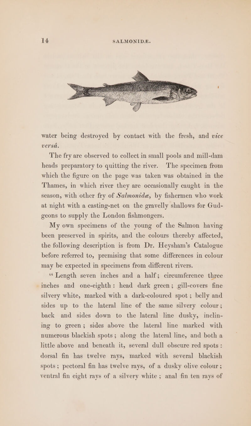 water being destroyed by contact with the fresh, and vice versa. The fry are observed to collect in small pools and mill-dam heads preparatory to quitting the river. The specimen from which the figure on the page was taken was obtained in the Thames, in which river they are occasionally caught in the season, with other fry of Salmonide, by fishermen who work at night with a casting-net on the gravelly shallows for Gud- geons to supply the London fishmongers. My own specimens of the young of the Salmon having been preserved in spirits, and the colours thereby affected, the following description is from Dr. Heysham’s Catalogue before referred to, premising that some differences in colour may be expected in specimens from different rivers. ‘“‘ Length seven inches and a half; circumference three inches and one-eighth: head dark green; gill-covers fine silvery white, marked with a dark-coloured spot ; belly and sides up to the lateral line of the same silvery colour ; back and sides down to the lateral line dusky, inclin- ing to green; sides above the lateral line marked with numerous blackish spots; along the lateral line, and both a little above and beneath it, several dull obscure red spots : dorsal fin has twelve rays, marked with several blackish spots; pectoral fin has twelve rays, of a dusky olive colour ; ventral fin eight rays of a silvery white ; anal fin ten rays of