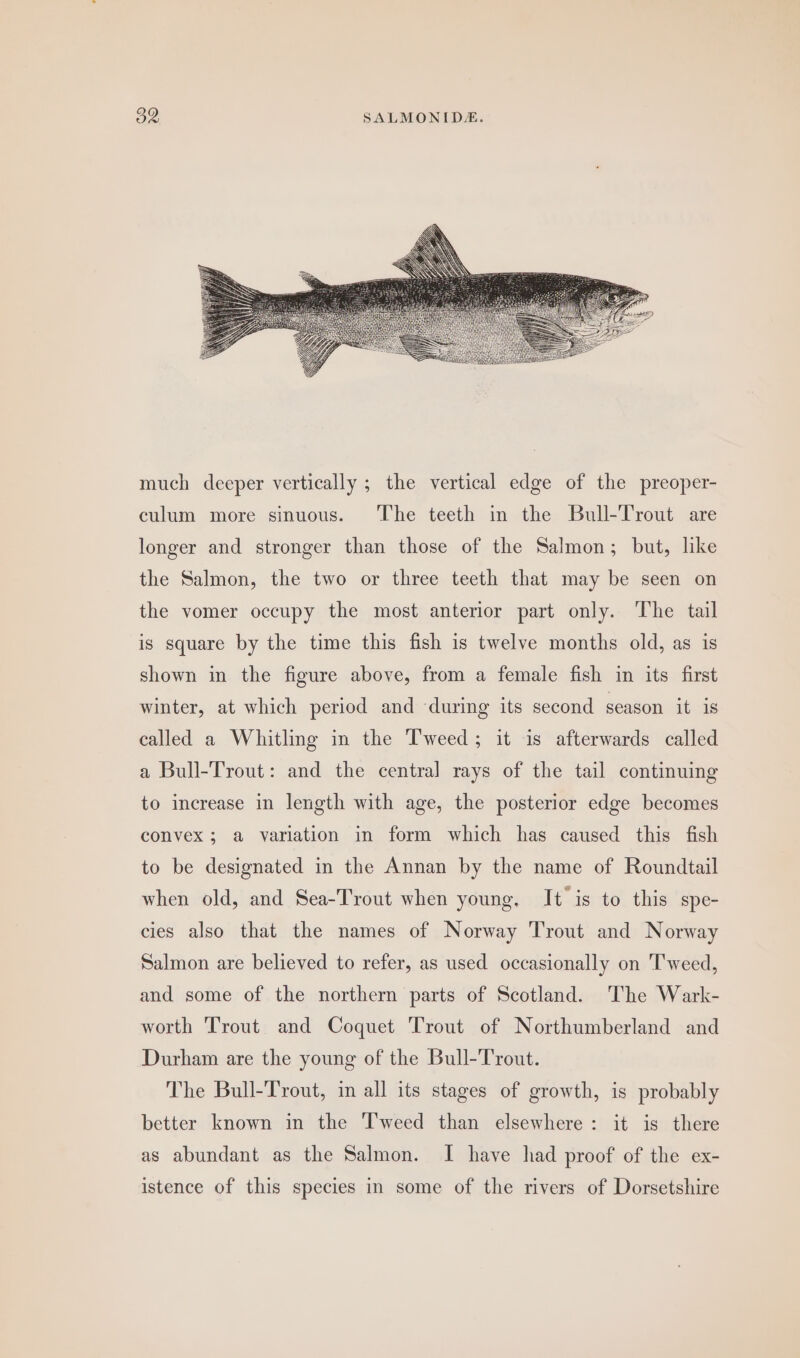 much deeper vertically ; the vertical edge of the preoper- culum more sinuous. The teeth in the Bull-Trout are longer and stronger than those of the Salmon; but, like the Salmon, the two or three teeth that may be seen on the vomer occupy the most anterior part only. The tail is square by the time this fish is twelve months old, as is shown in the figure above, from a female fish in its first winter, at which period and during its second season it is called a Whitling in the Tweed; it is afterwards called a Bull-Trout: and the central rays of the tail continuing to increase in length with age, the posterior edge becomes convex; a variation in form which has caused this fish to be designated in the Annan by the name of Roundtail when old, and Sea-Trout when young, It is to this spe- cies also that the names of Norway Trout and Norway Salmon are believed to refer, as used occasionally on Tweed, and some of the northern parts of Scotland. The Wark- worth Trout and Coquet Trout of Northumberland and Durham are the young of the Bull-Trout. The Bull-Trout, in all its stages of growth, is probably better known in the Tweed than elsewhere: it is there as abundant as the Salmon. I have had proof of the ex- istence of this species in some of the rivers of Dorsetshire
